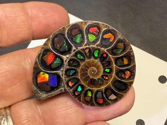 SPECTACULAR RARE,AMMOLITE(CANADA) INLAY IN FOSSIL AMMONITE(MADAGASCAR)SEE VIDEO!