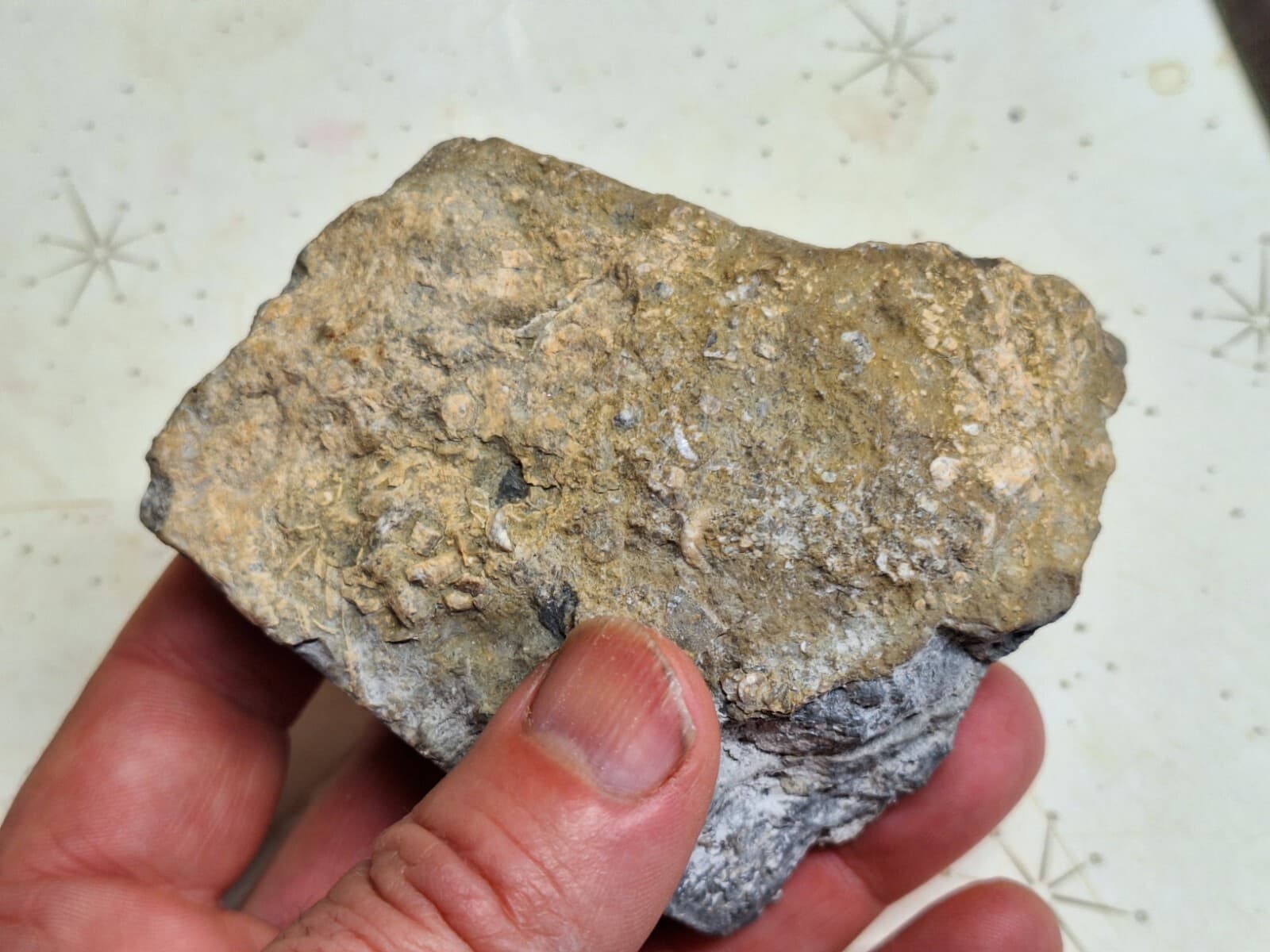 Large Fossil Horn Coral Devonian age Lake Huron Michigan - Cut And Polished Face 5