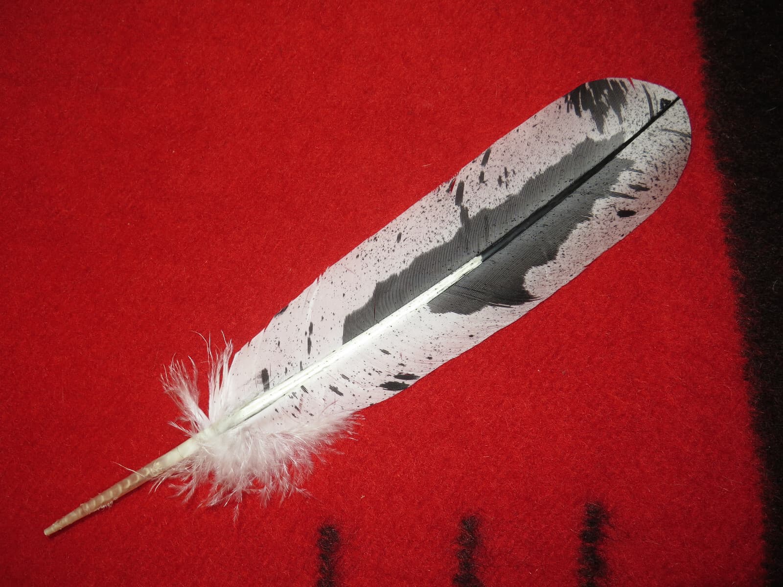 Native American made hand painted Immature Bald Eagle feather 2