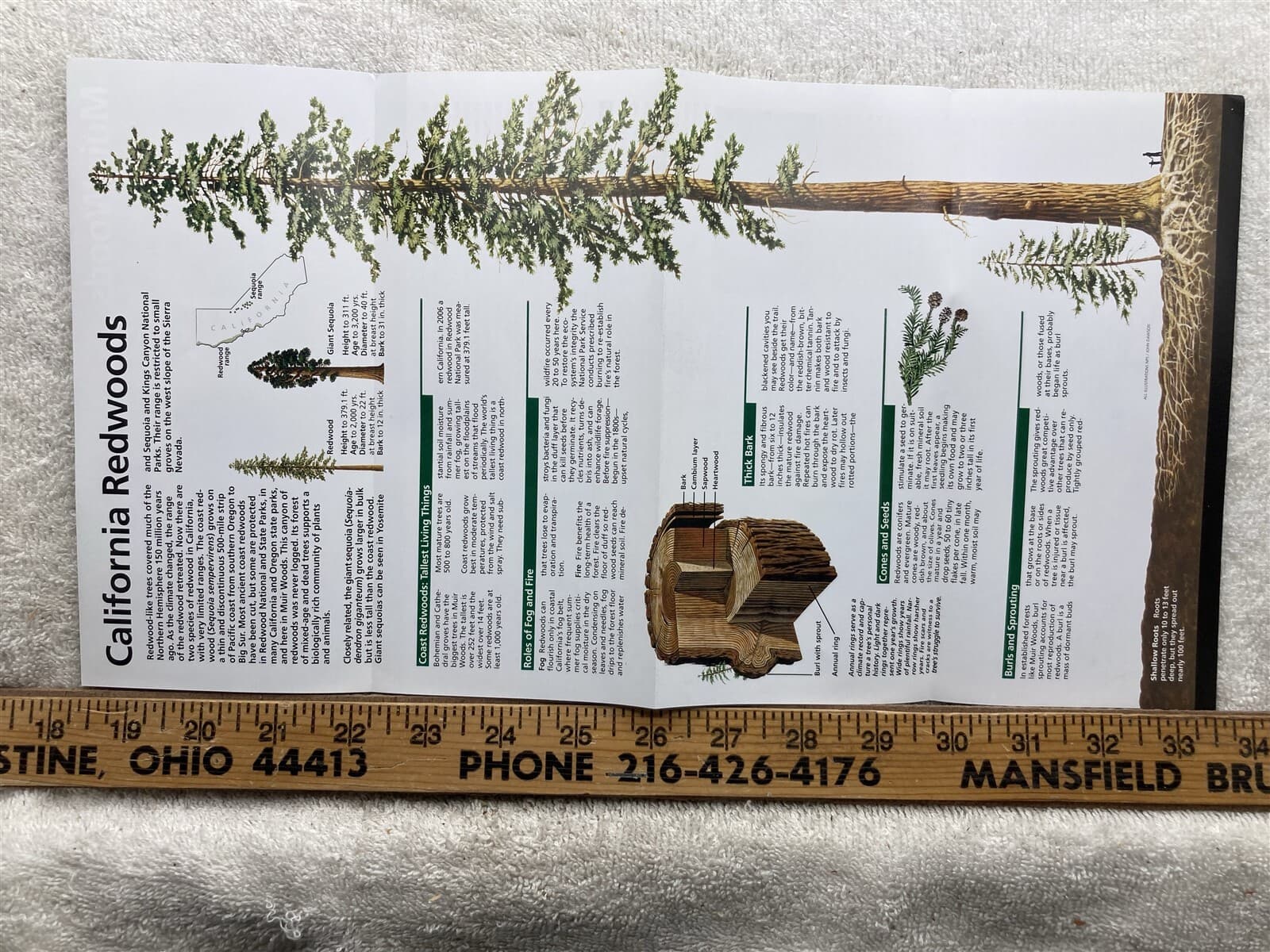 Muir Woods California National Park Service Brochure  Vtg 2