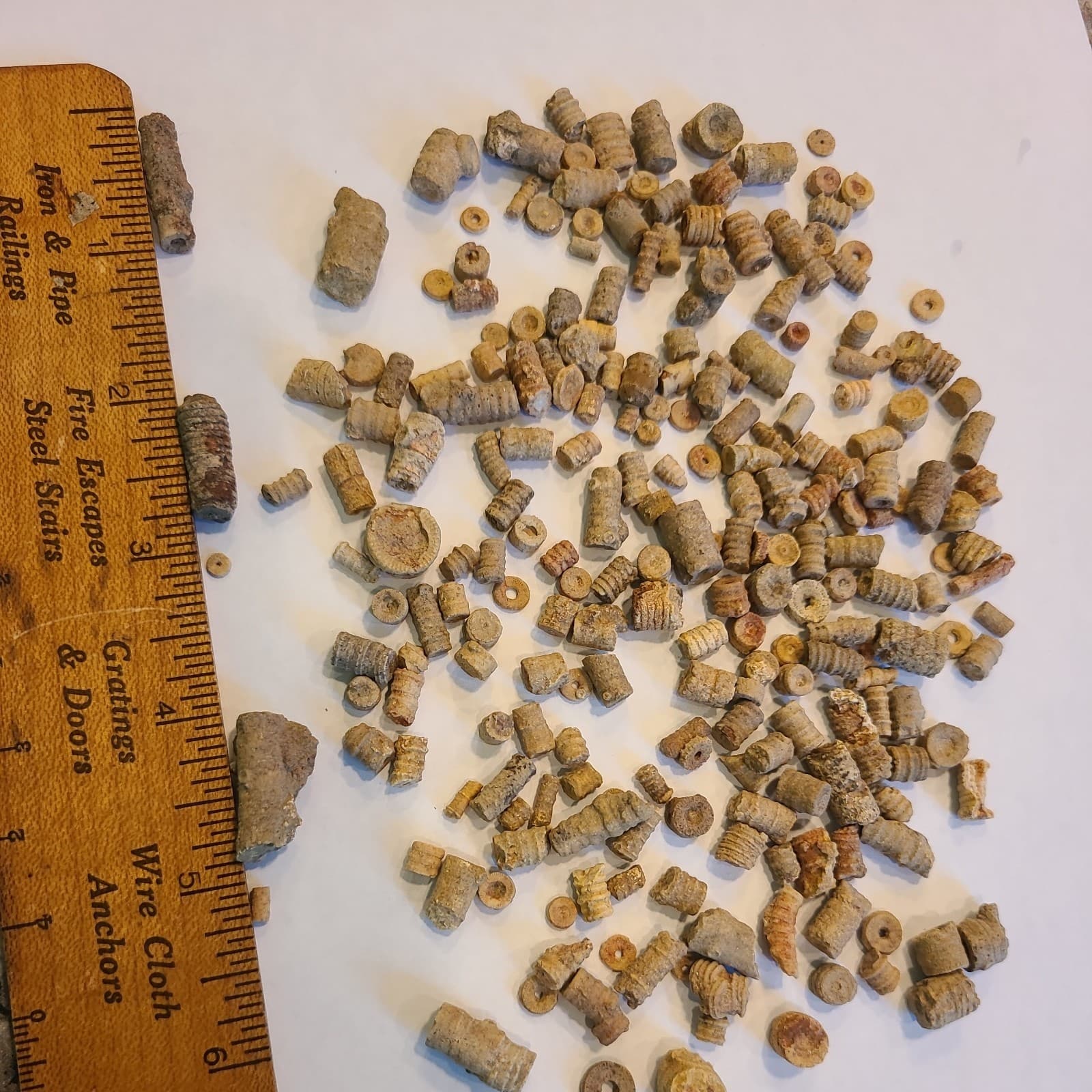 LOT 2 OF 200+ MIDDLE TENNESSEE CRINOID STEM FOSSILS