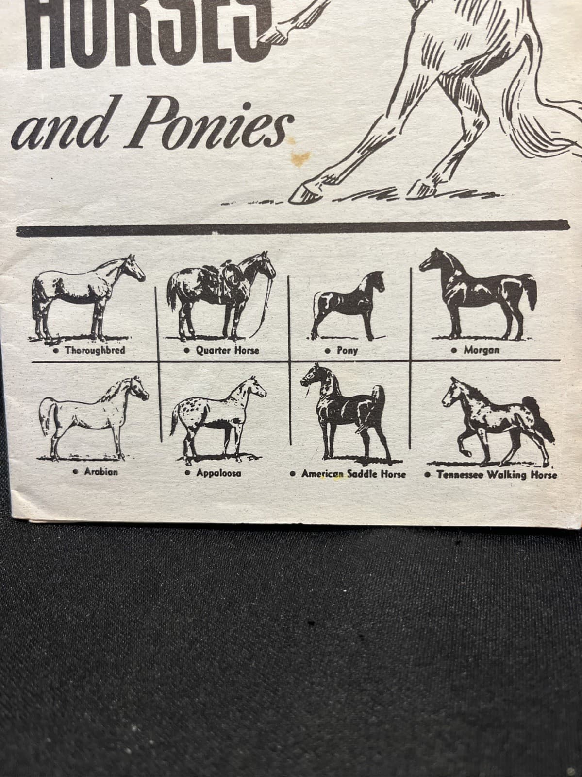 VTG 1930 How to Break and Train Horses & Ponies Booklet + Extra Prof Jesse Berry 4