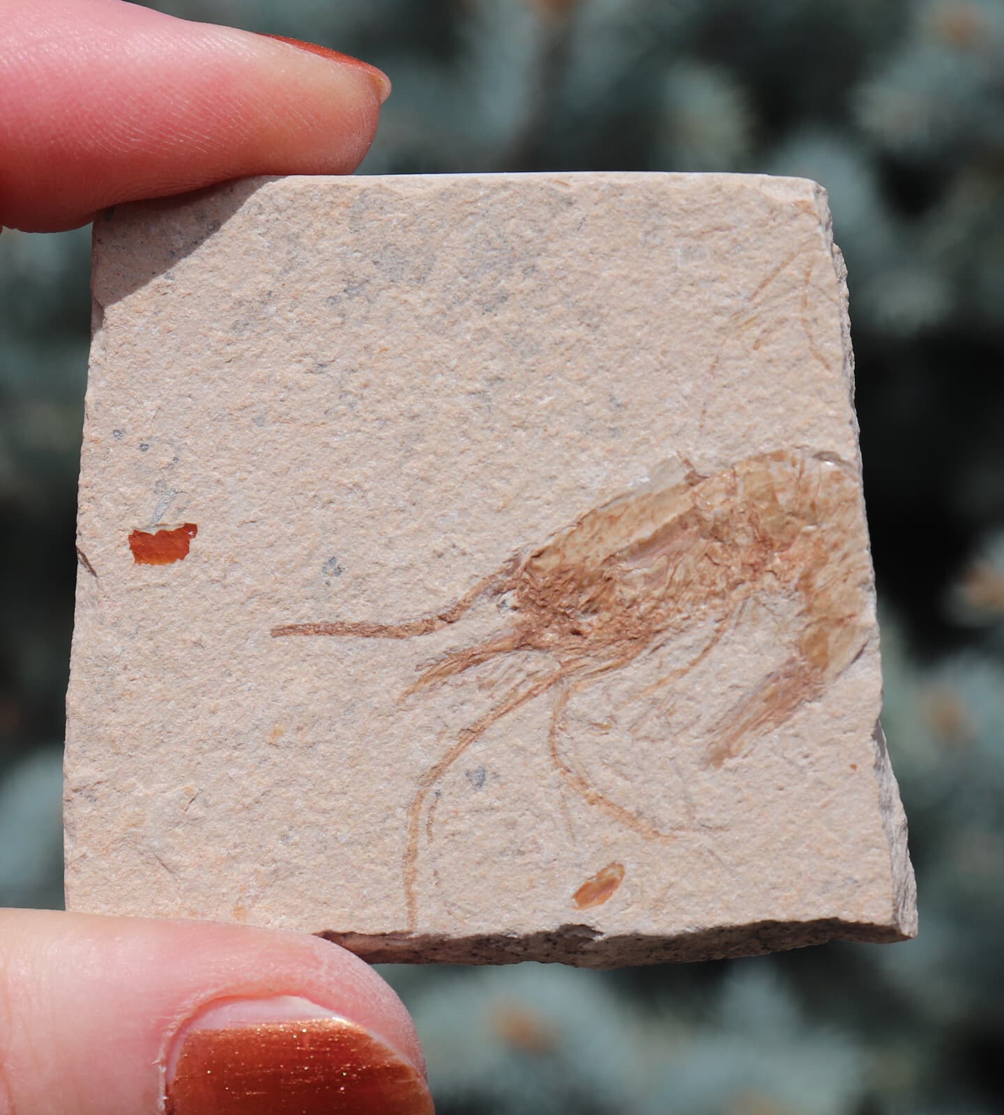 Fossil Shrimp Solnhofen Germany   Jurassic   Well Preserved History   5.5 Cm's 6