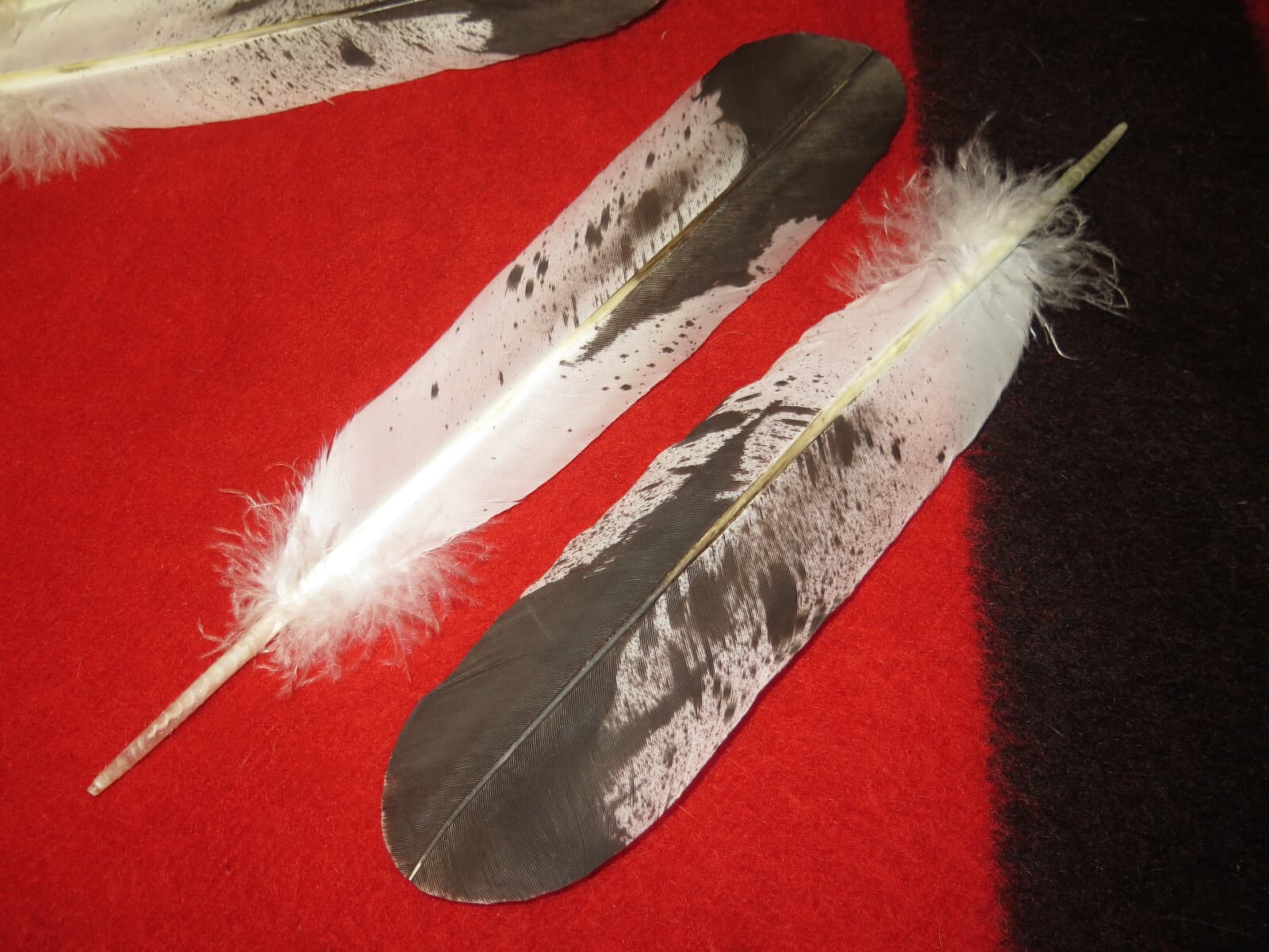 Native American made Immature Golden Eagle Feather, hand painted feathers 5