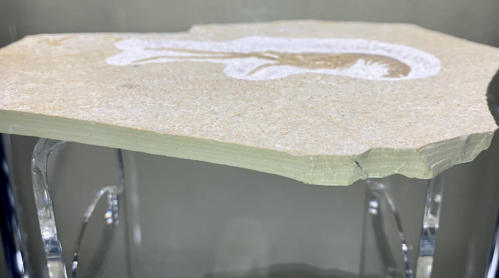 LARGE Jurassic Shrimp Fossil Mecochirus Longimanatus Solnhofen Eichstatt Germany 3