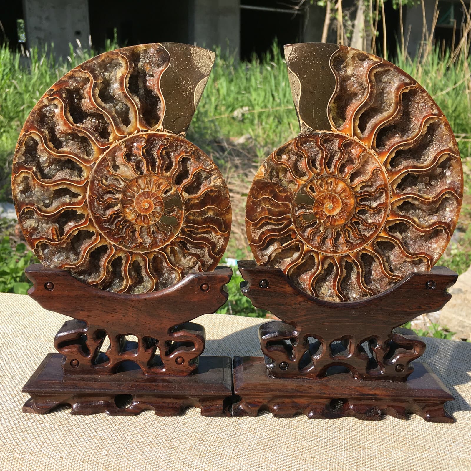 A pair of Natural ammonite fossil conch Crystal specimen healing+stand2PC 