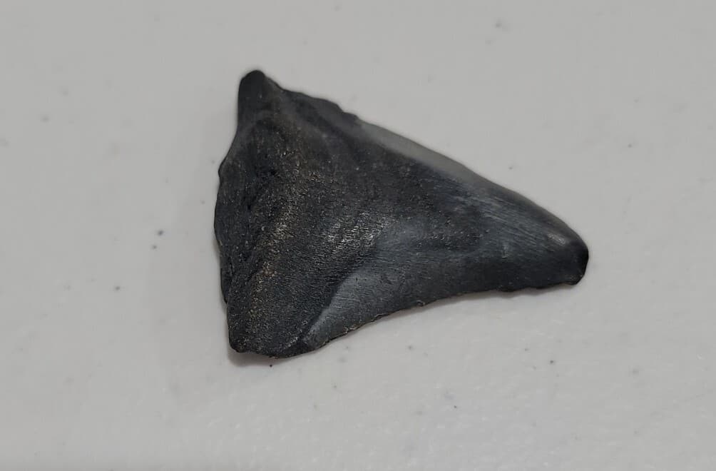 Megalodon Sharks  NO RESTORATIONS fossil sharks teeth tooth 2