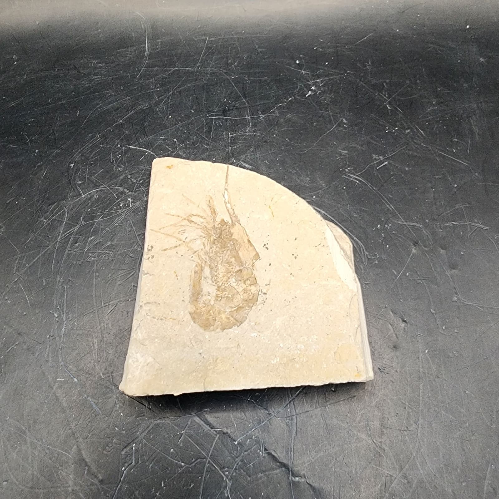 Well-Preserved Shrimp Fossil
