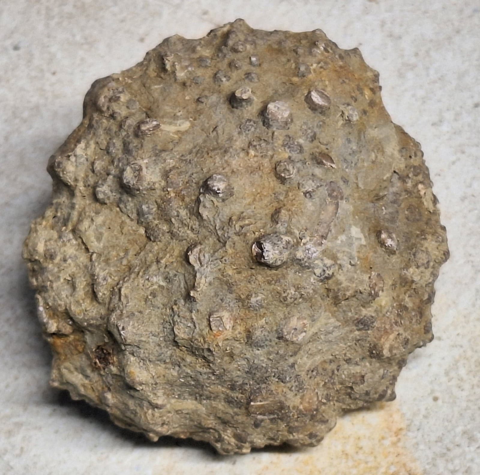 Crinoid Head -Calyx - Sea Lily Fossil In Limestone Devonian Michigan 6