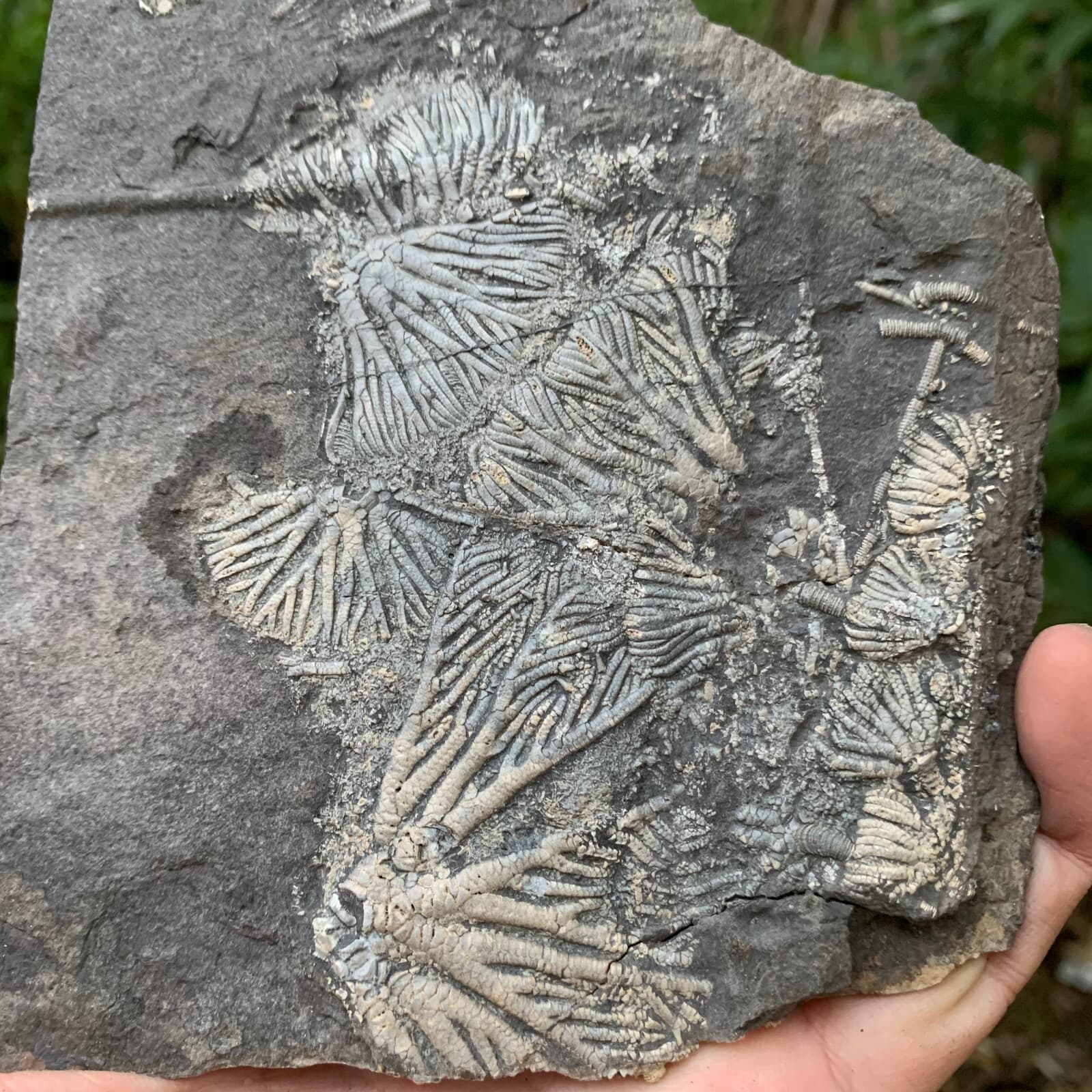 Fossils of crinoids from the prehistoric Jurassic biota of China 3