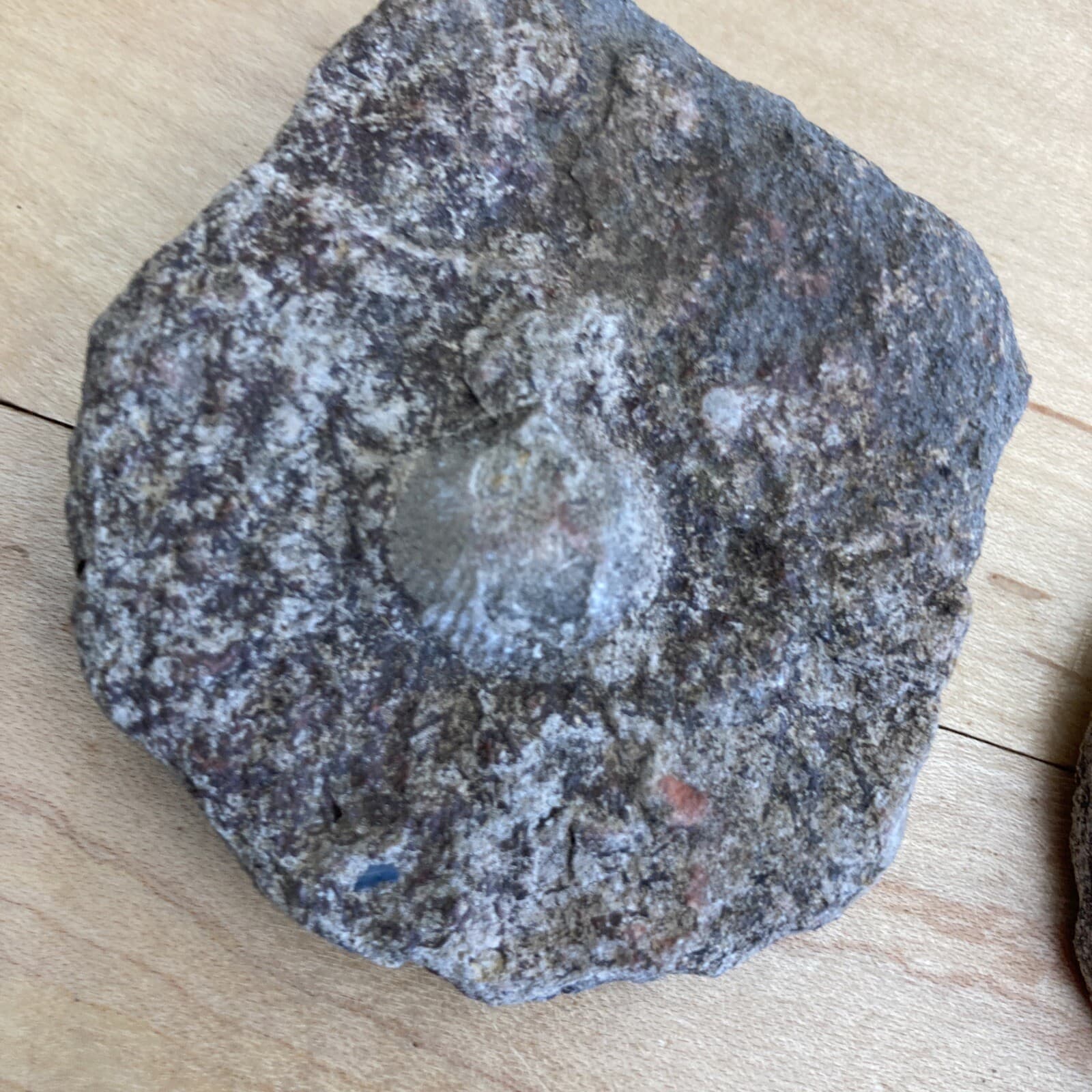 Lake Ontario fossilized shell 4