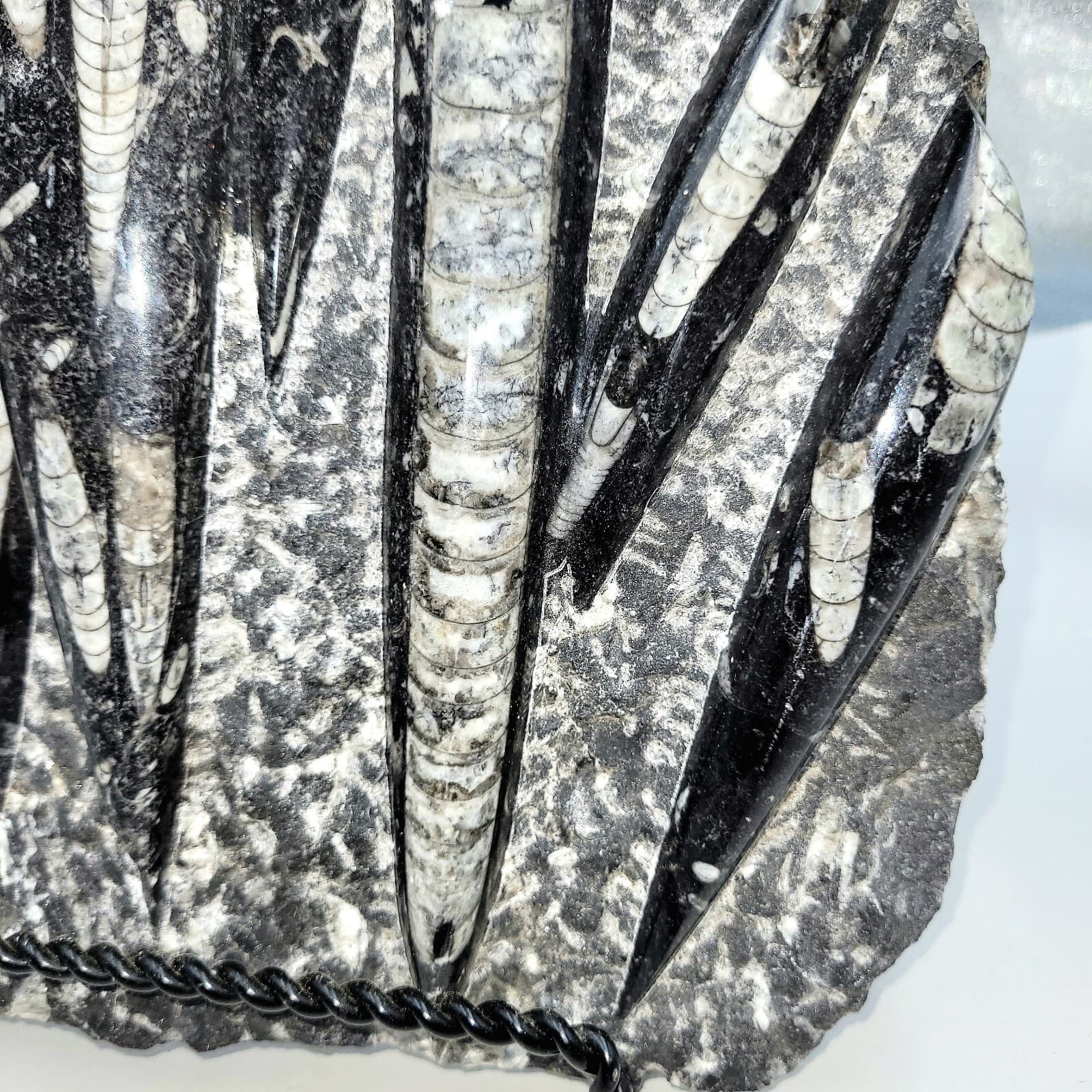 Orthoceras Fossil Mollusk Ammonite 8lb 5.5oz.  4