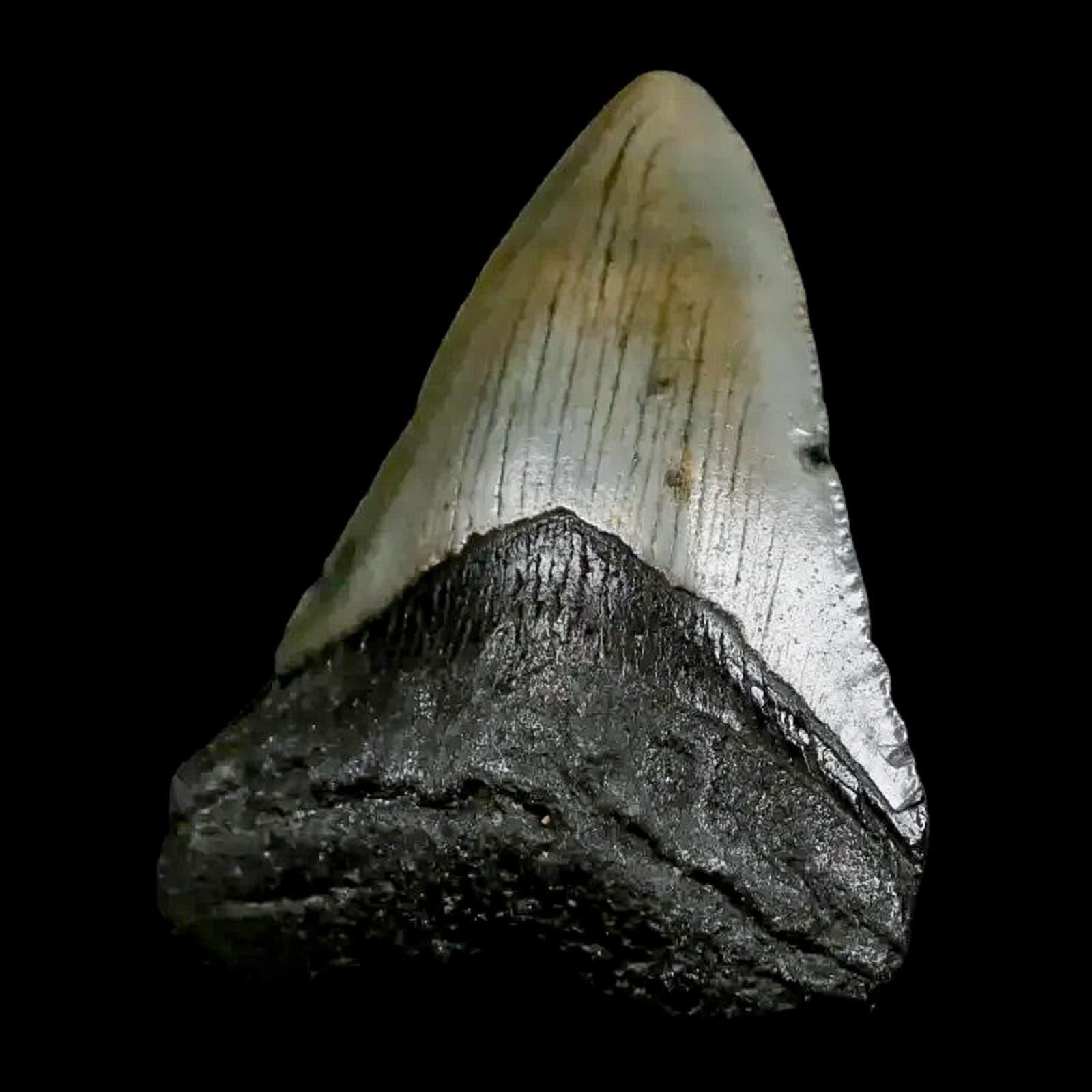 2.7" Quality Megalodon Shark Tooth Serrated Fossil Natural Miocene Age COA 5