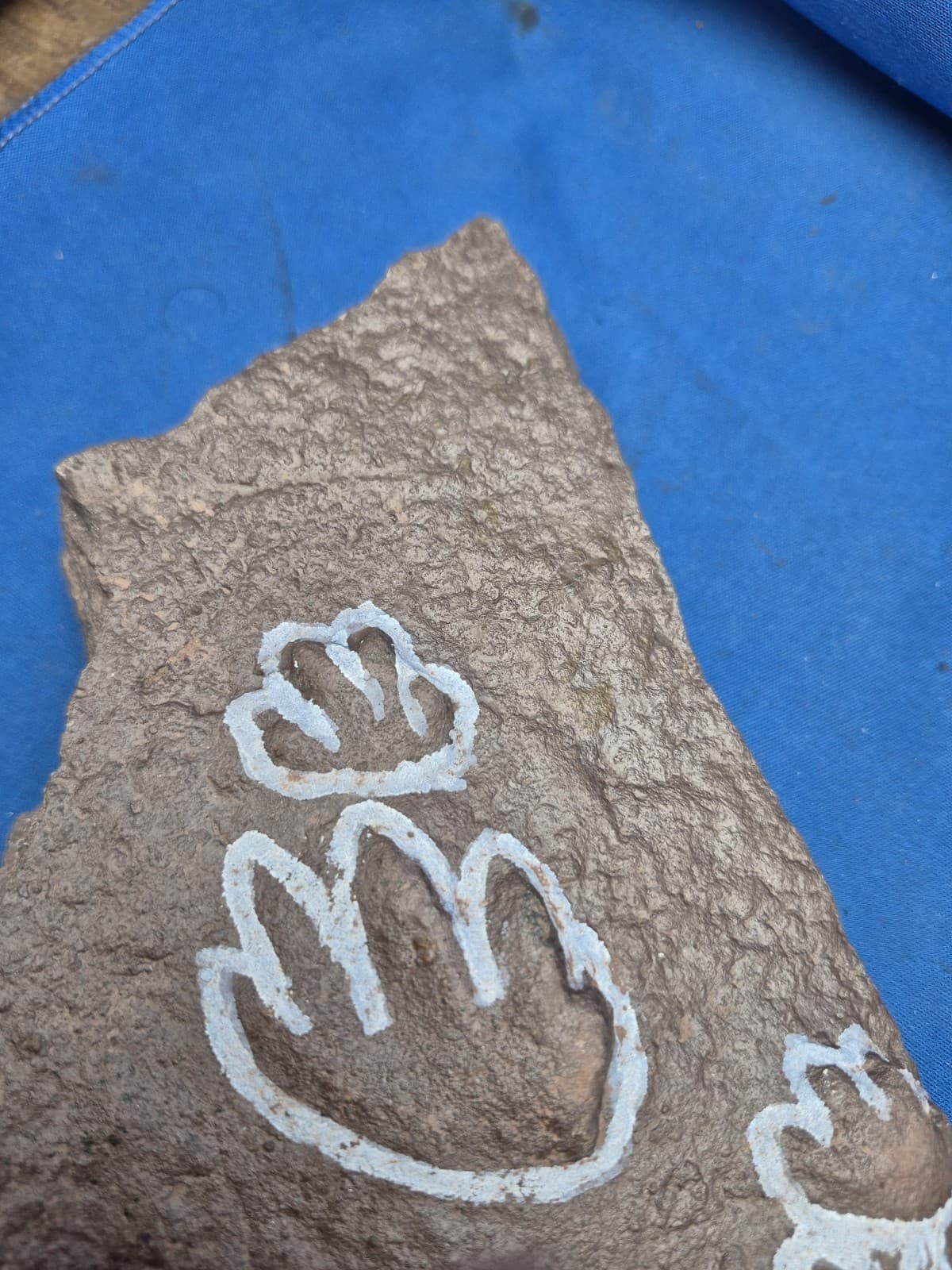 RARE Sponge-like Animal Fossils 2