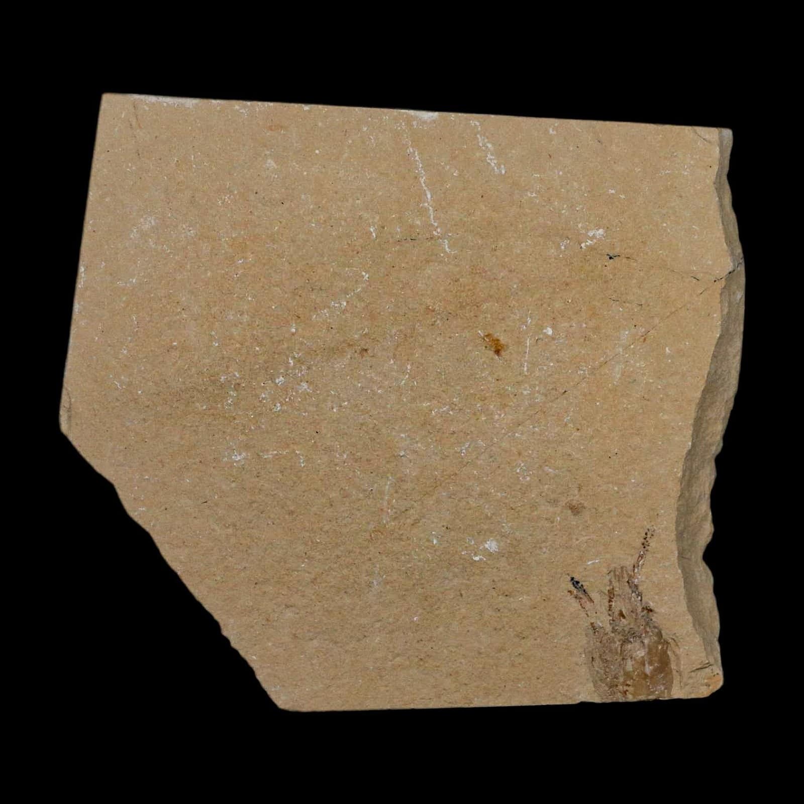 1.7" Fossil Shrimp Carpopenaeus Cretaceous Age 100 Mil Yrs Old Lebanon COA 6