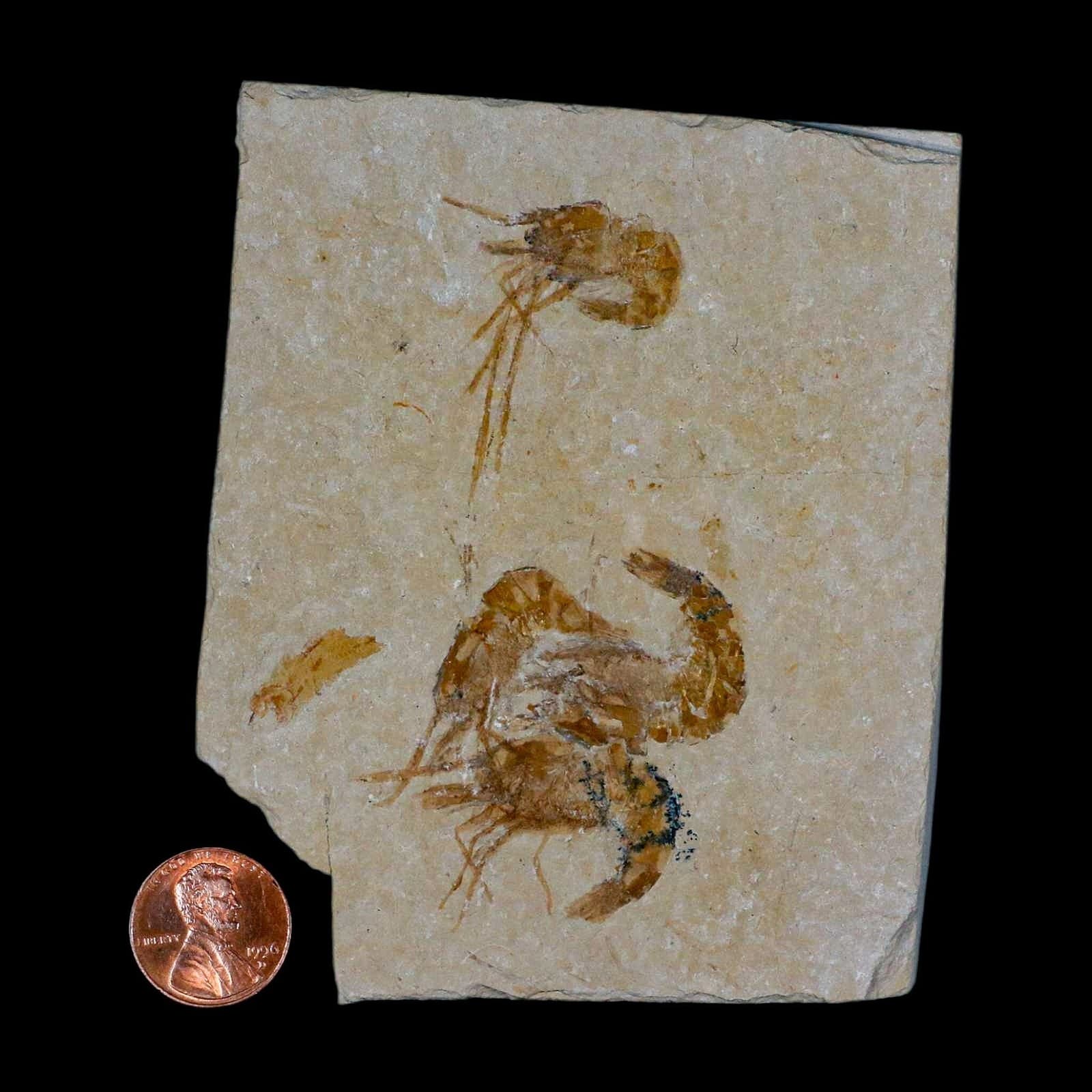 4 Four Fossil Shrimp Carpopenaeus Cretaceous Age 100 Mil Yrs Old Lebanon COA 3