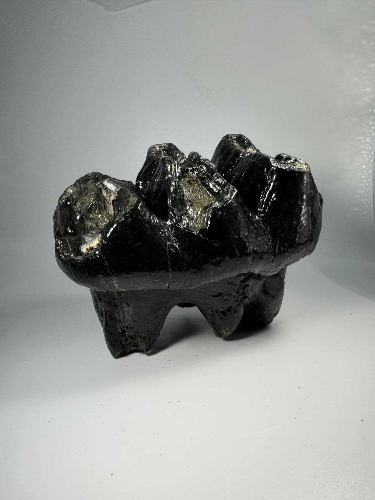 Georgia Mastodon Fossil Tooth/Molar With Partial Root Mammal Fossil Not Mammoth 3