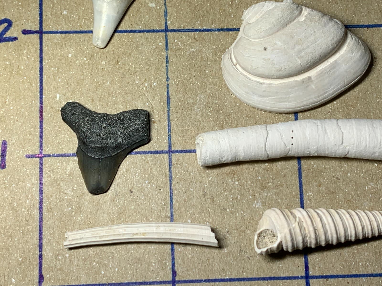 ☆Fossil Specimen 10 Pack - Berkeley Quarry S.C. - Barnacle-Dentalium-Teeth ☆303 3