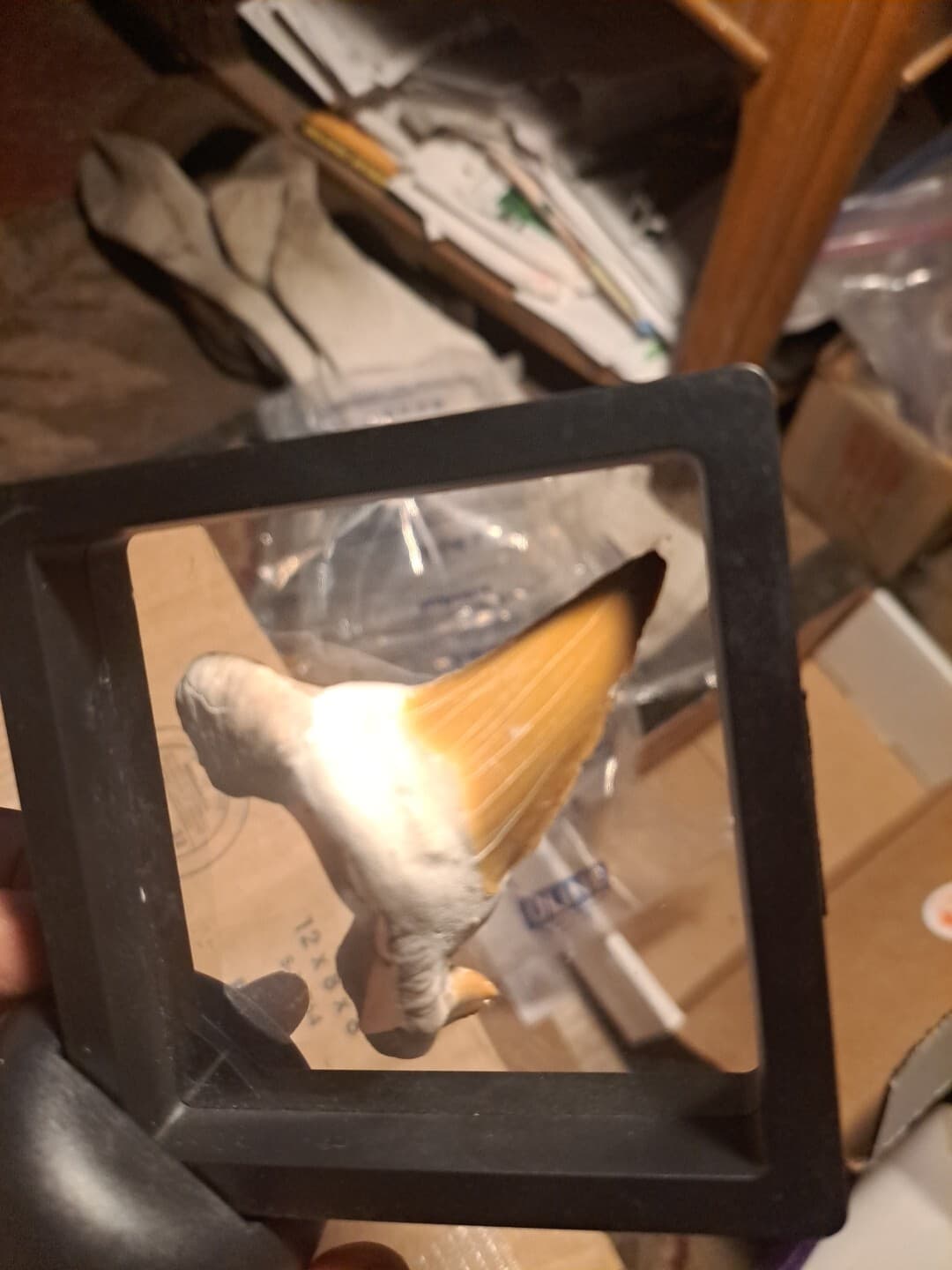 Big Shark Tooth In Frame. 3
