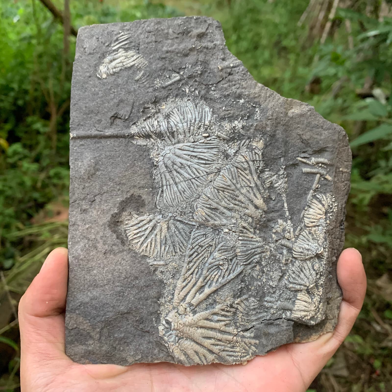 Fossils of crinoids from the prehistoric Jurassic biota of China