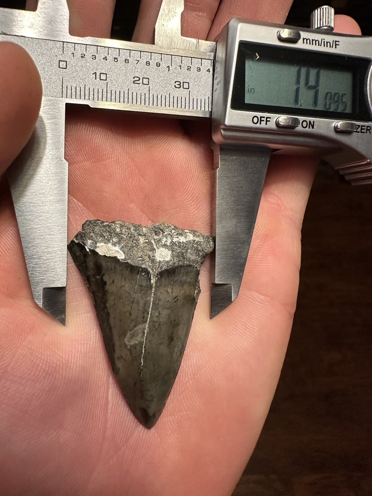 EVOCATIVE 1.9” MAKO  Shark Tooth REAL FOSSIL NATURAL HASTALIS WHITE SHARK SC 6