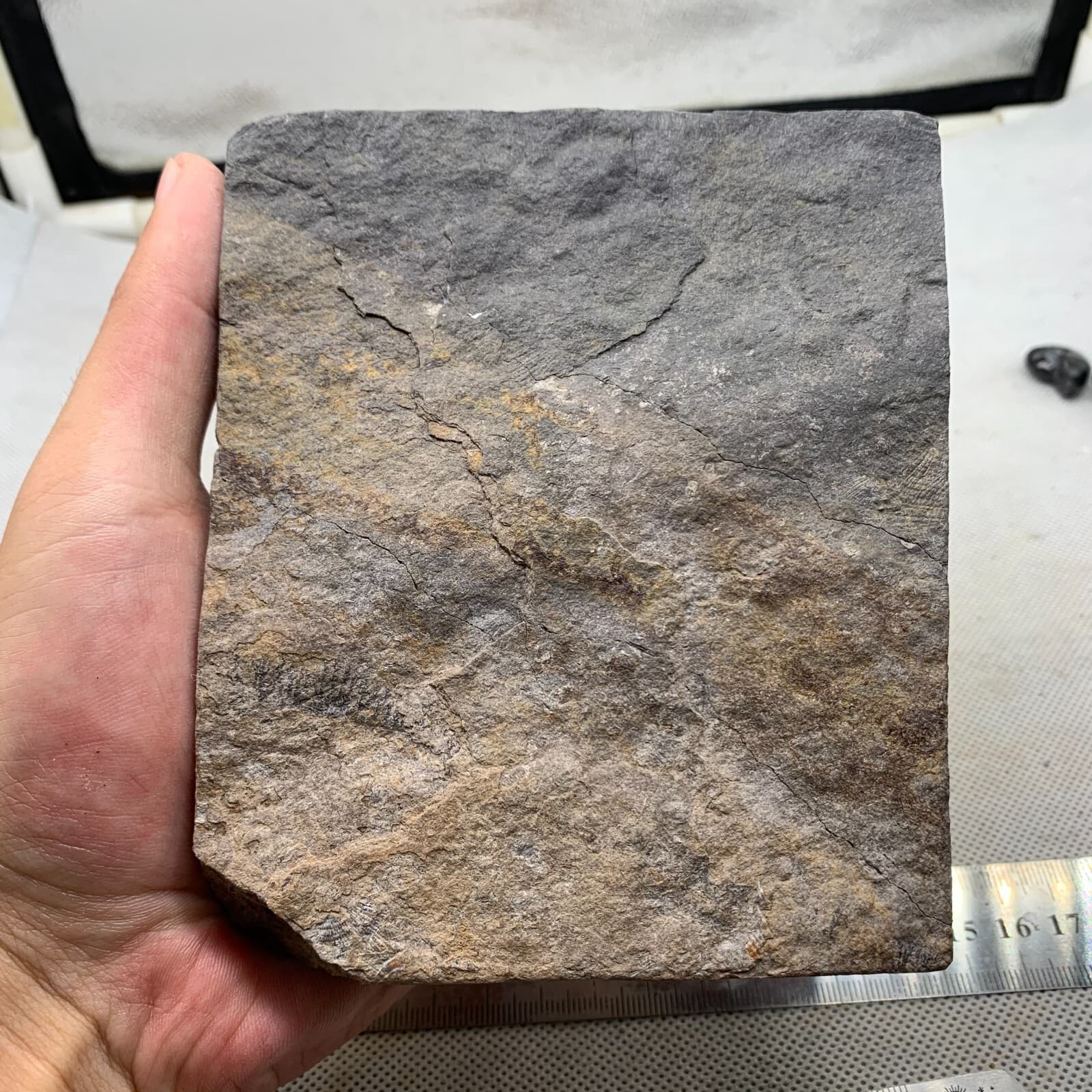 670 grams of fossils of crinoid from the Guanling Biota in Guizhou 6