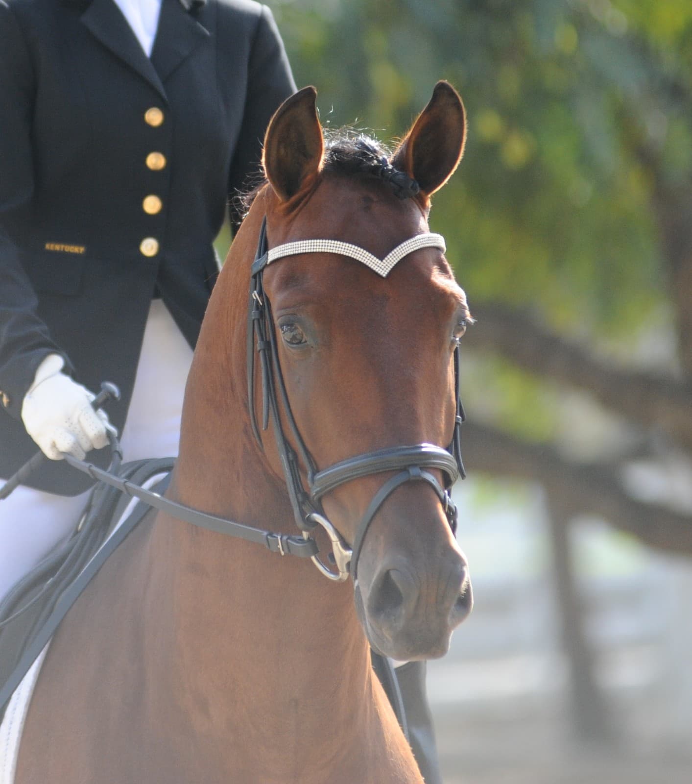 New Designer V Shaped 4 Rows Silver Crystal Browband Size - full ~  16" BLACK 2