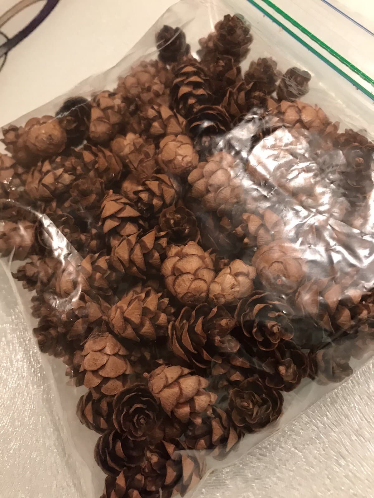 100+ Mini Hemlock Pine Cones: crafts,wreaths,more. SLOW GROWTH YR /ASK B4 BUYNOW 2