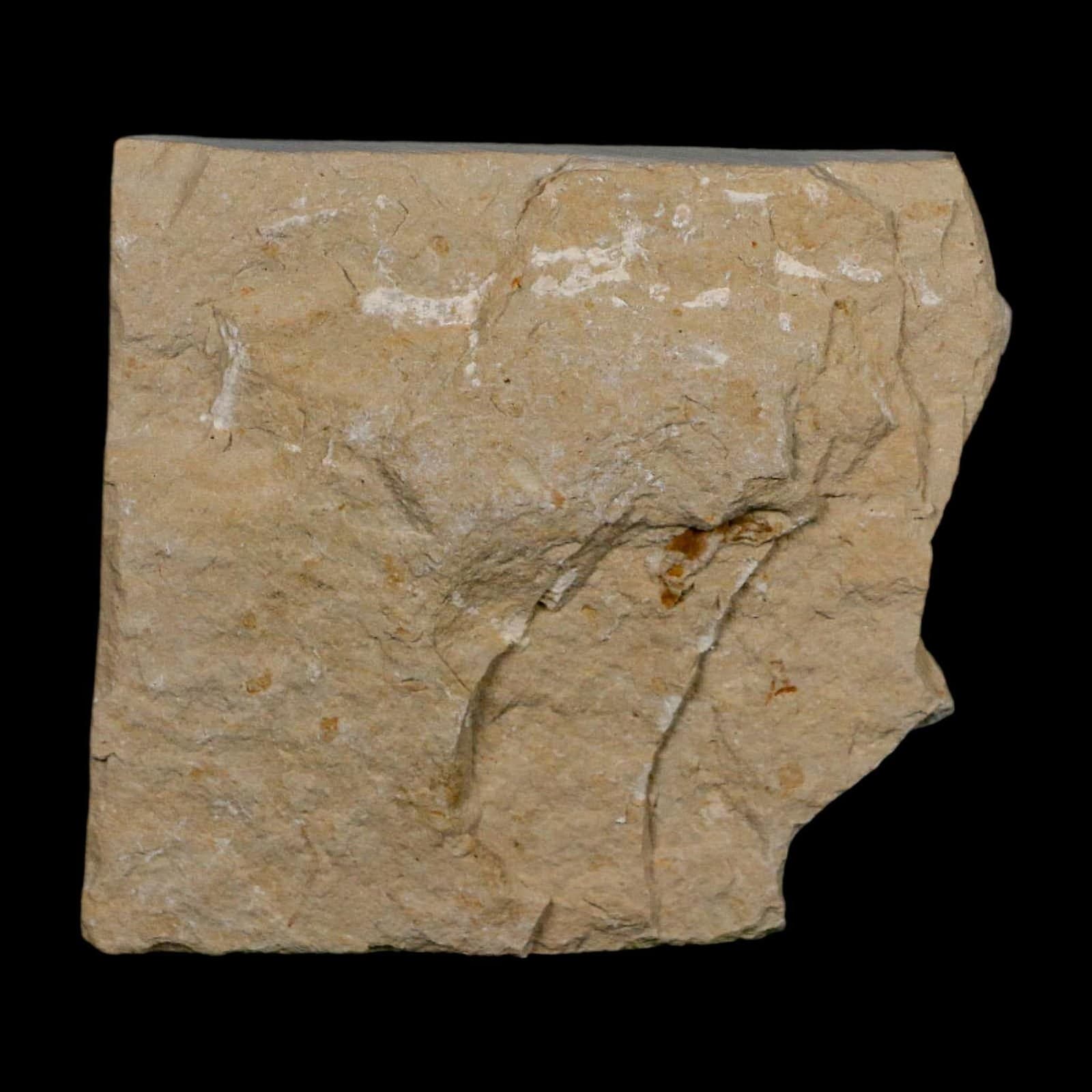 2" Fossil Shrimp Carpopenaeus Cretaceous Age 100 Mil Yrs Old Lebanon COA 6