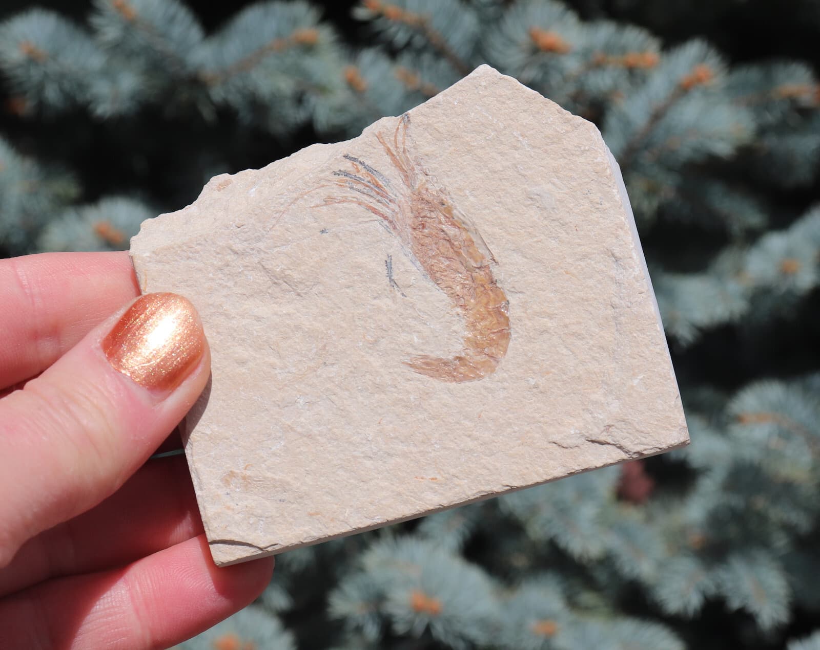 Fossil Shrimp Solnhofen Germany   Jurassic   Well Preserved History   8.2 Cm's 6