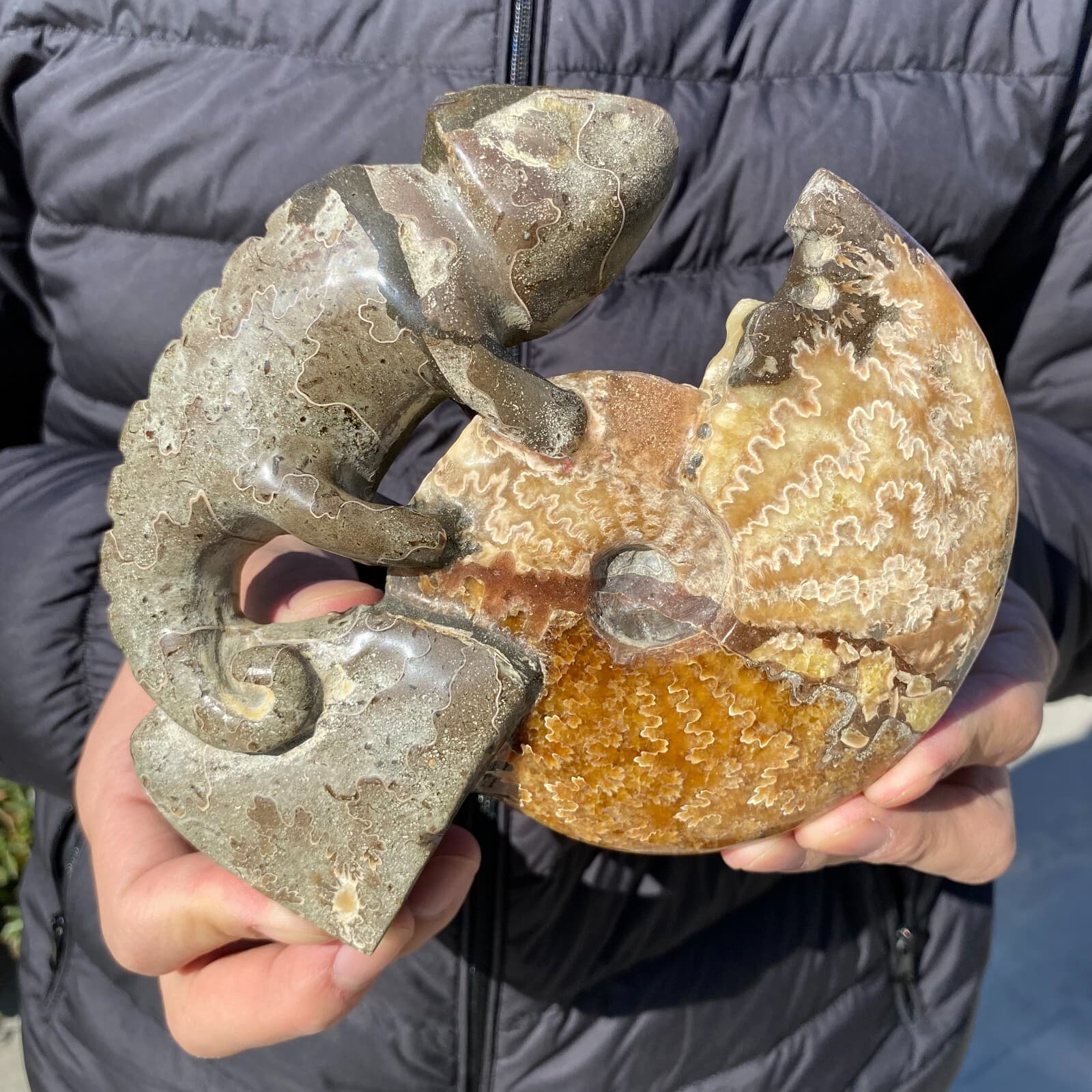 735g Natural Beautiful Ammonite Fossil Conch Crystal Specimen Healing