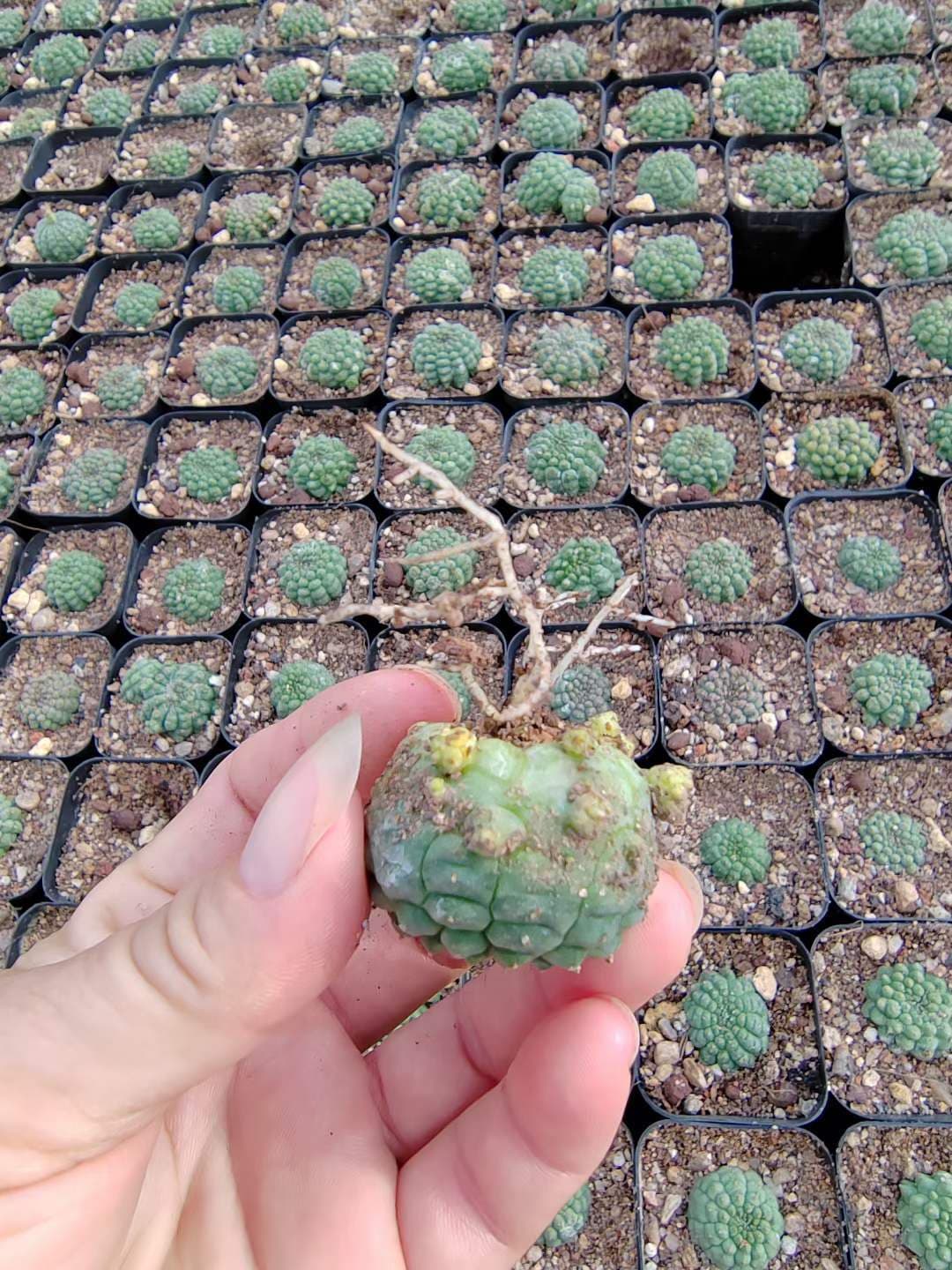 RareSucculent  Plant Kitsukow Euphorbia obesa Hook. f. Garden plants 3CM 3