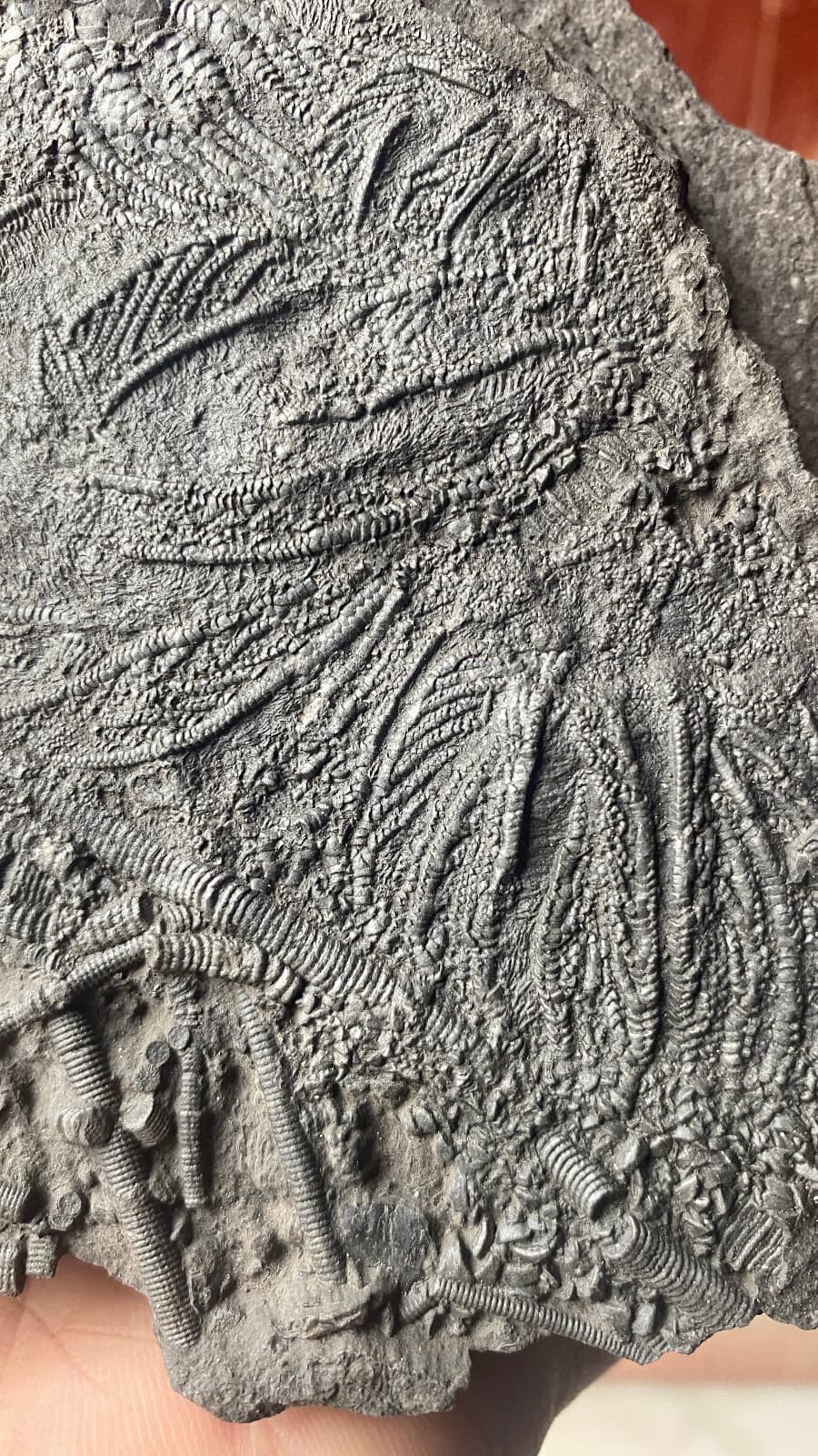 Natural Devonian prehistoric Jurassic biota crinoids Fossils 2
