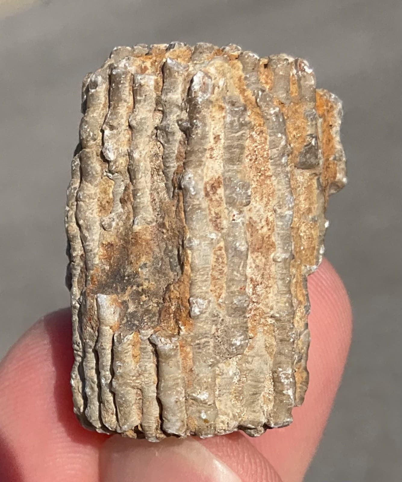 23g Highly Fluorescent Crinoid Cluster Devonian Milwaukee WI UV