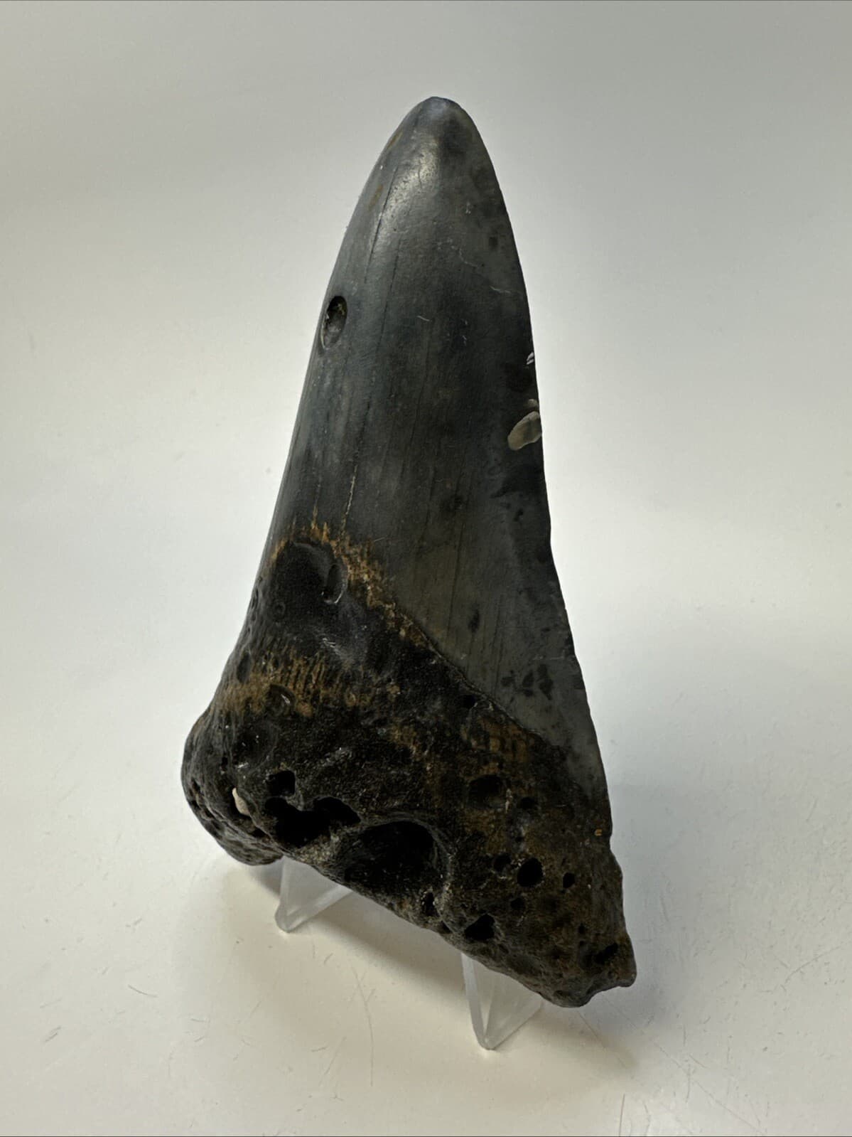 Megalodon Shark Tooth 4.52 inch - Lower Jaw - Authentic Fossil - Carolina 19007 2