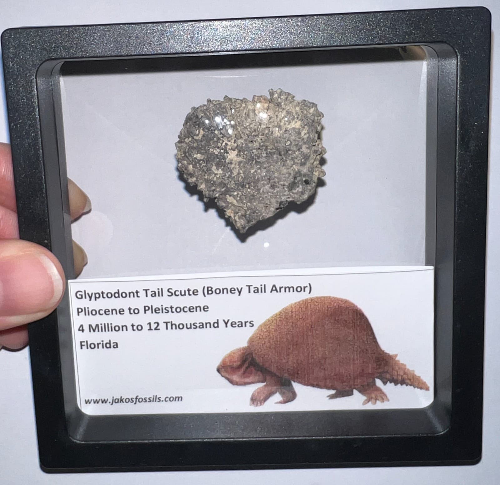 Framed RARE Ice Age Fossil GLYPTODONT Tail Scute Bone Armor Lot! ONE PER ORDER! 5