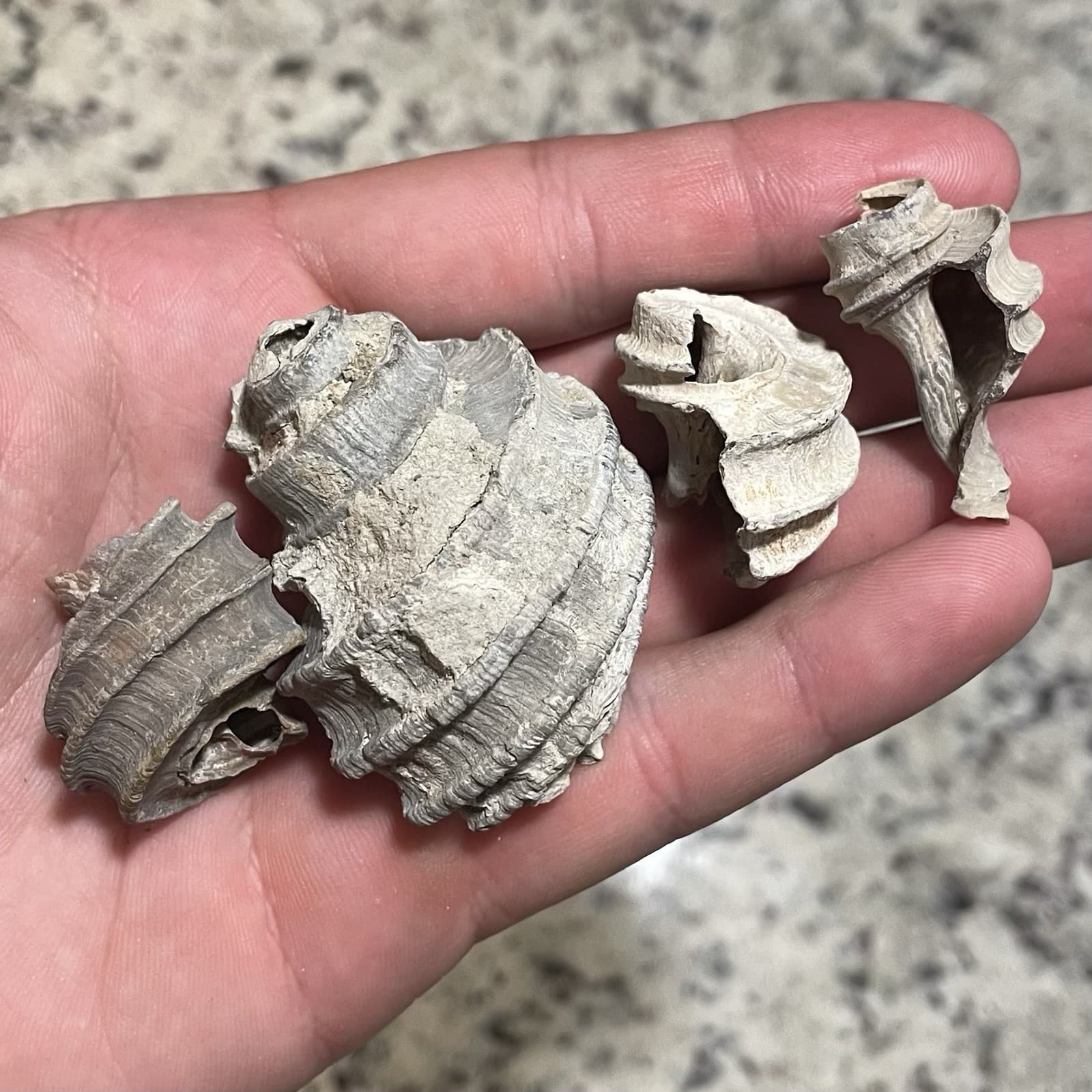 Ecphora Fossils Maryland State Fossil Predatory Snail Fossil Calvert Cliffs