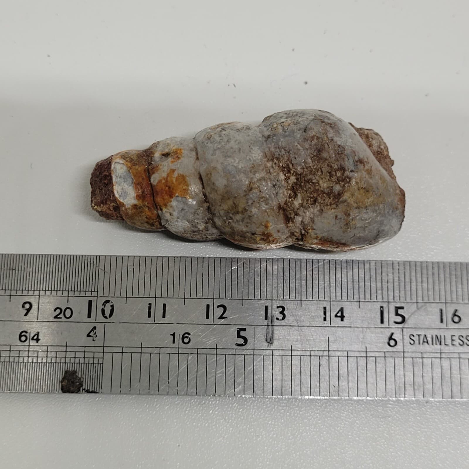 32 gr Indonesia NATURAL Rough Gastropod SeaShell Mollusca Fossil Specimen 8-124 6