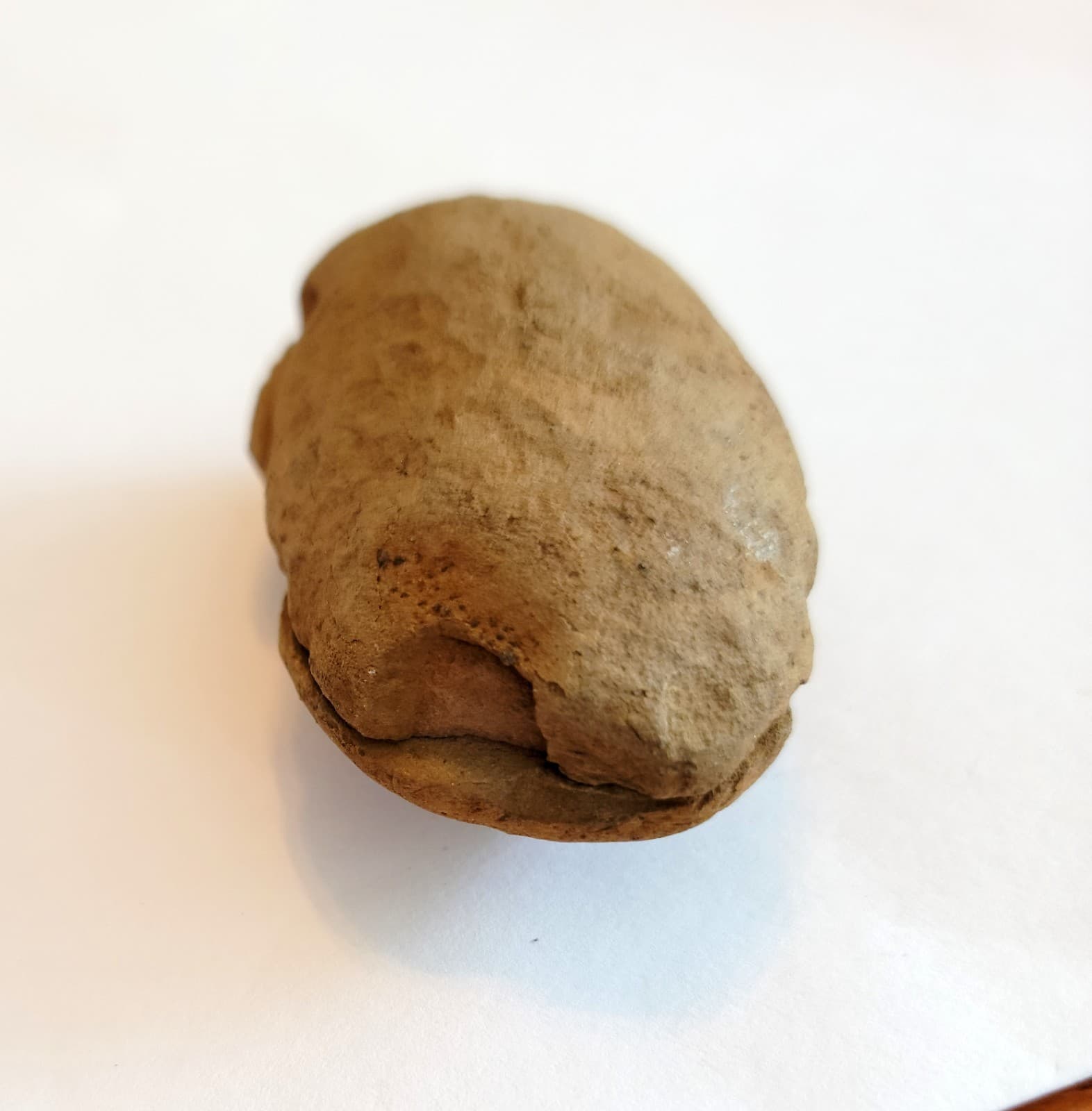 Mazon Creek Woody Stem with Nodes Fossil Nodule Pair 5