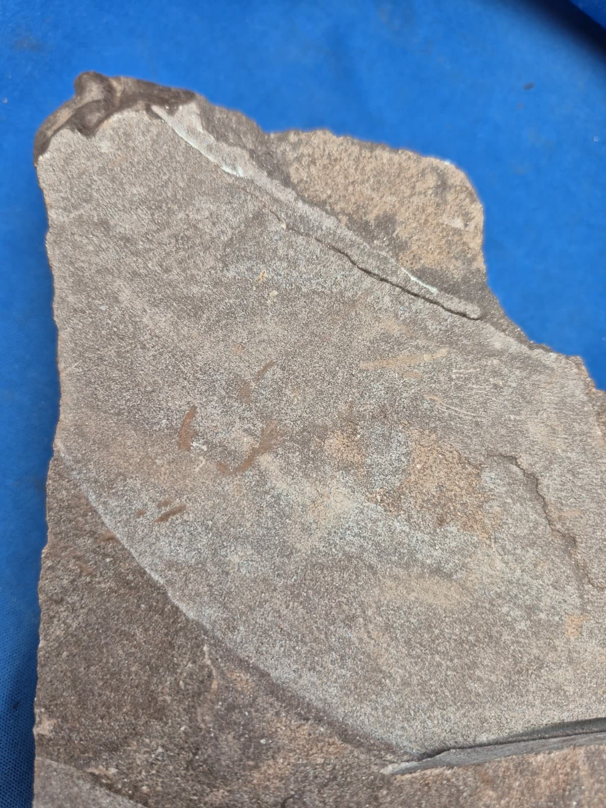 RARE Sponge-like Animal Fossils 6