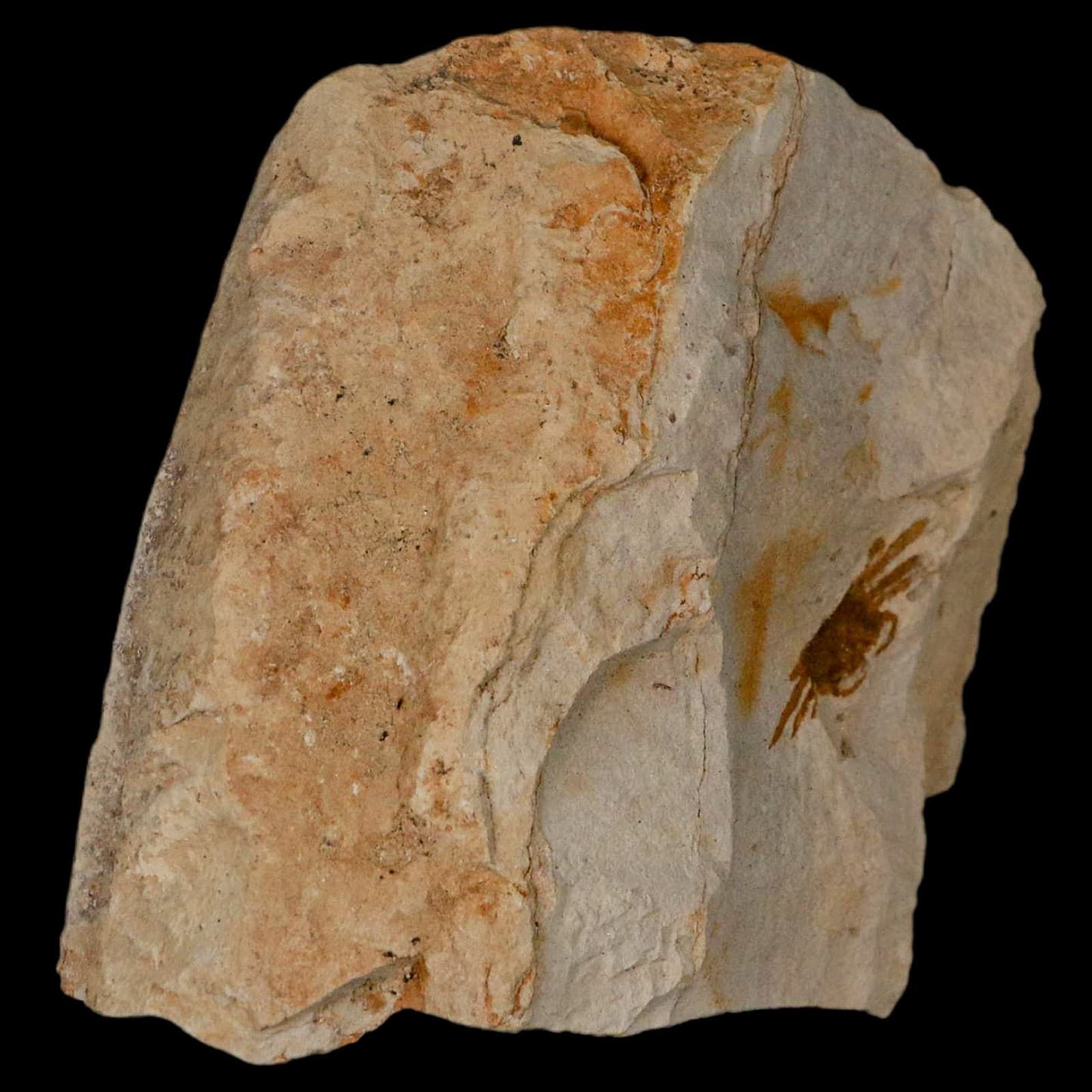 1.2" Fossil Crab Pinnixa Galliheri Pea Crab Monterey Cty San Luis Obispo Miocene 4