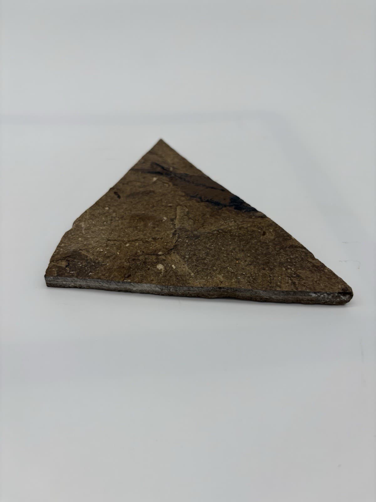 Fossil Fish Impression in Shale Rock Slab – Natural Specimen 2