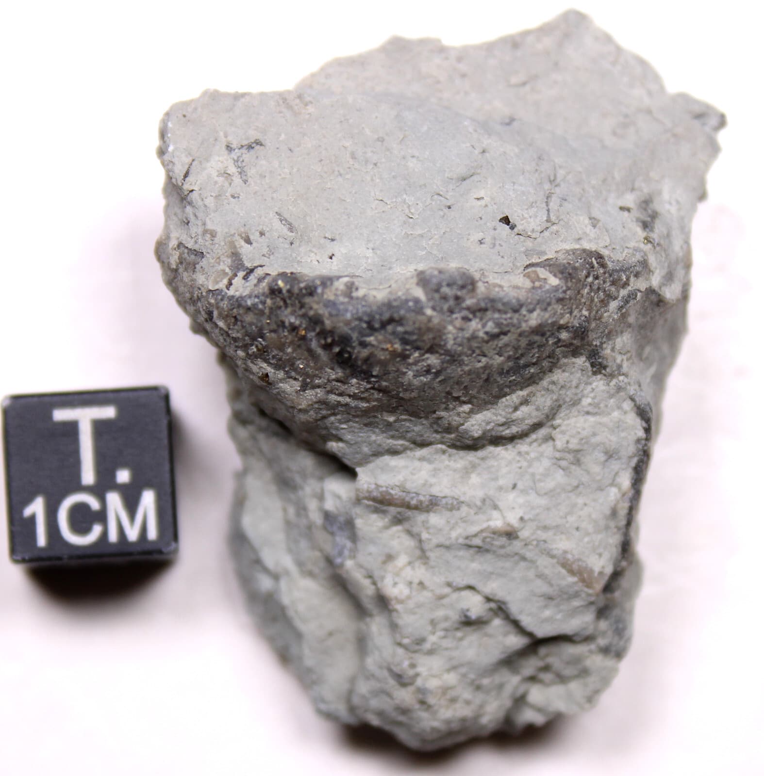 Eucalyptocrinites eldrodi Silurian Crinoid Calyx Waldron Shale Indiana Fossil 2