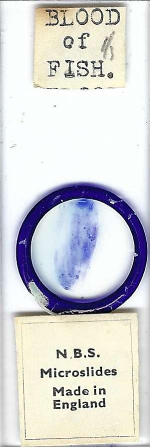 Fish Blood Smear Microscope Slide by N.B.S.