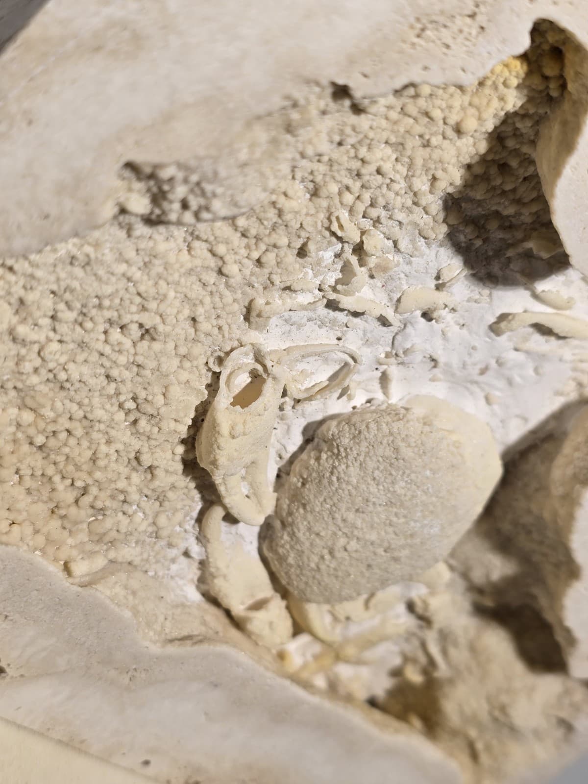 Travertine crab fossil 3