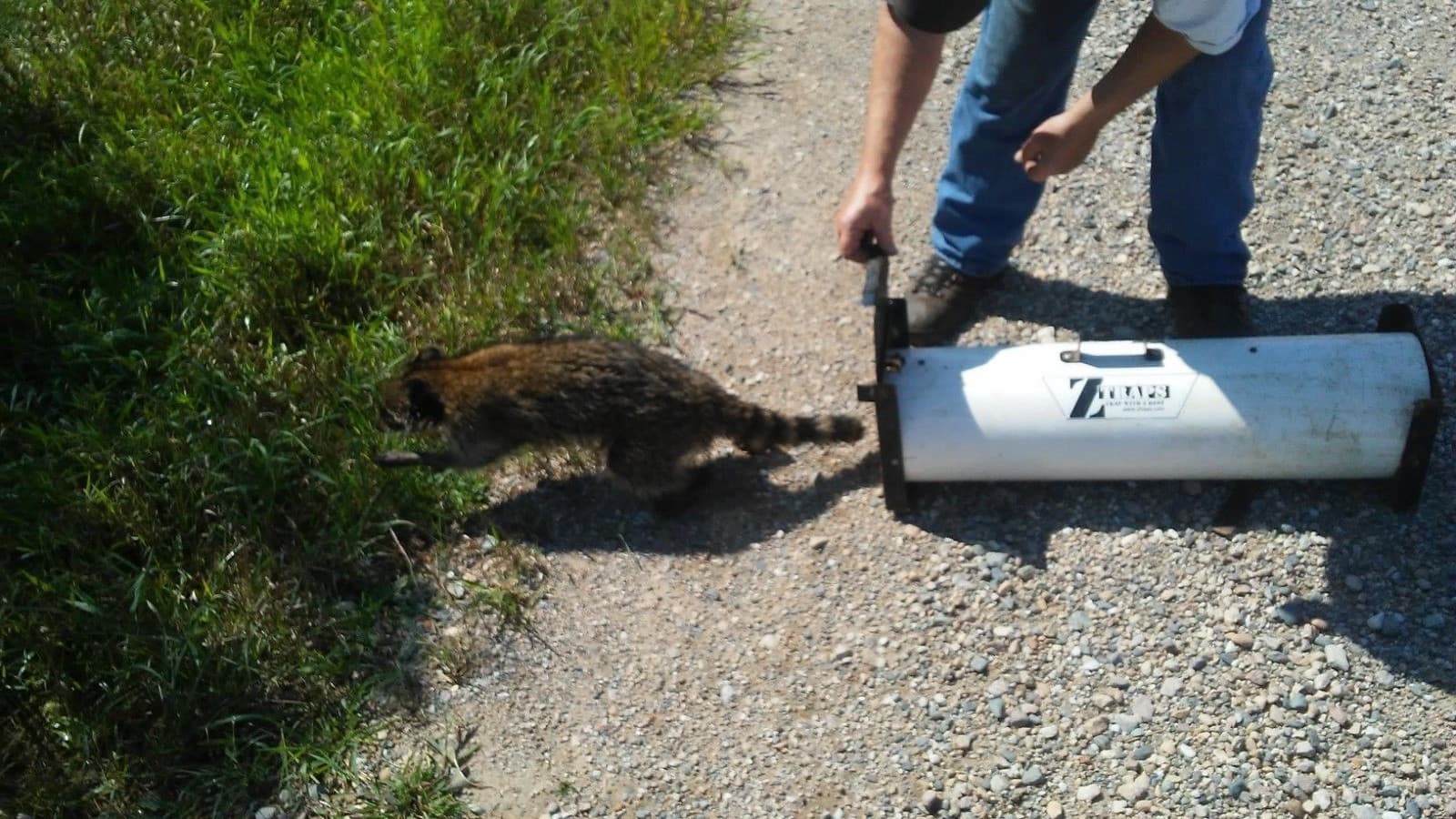  8" SPRAY PROOF GREAT FOR RACCOONS OPOSSUM 8"X28" ZTRAP 4