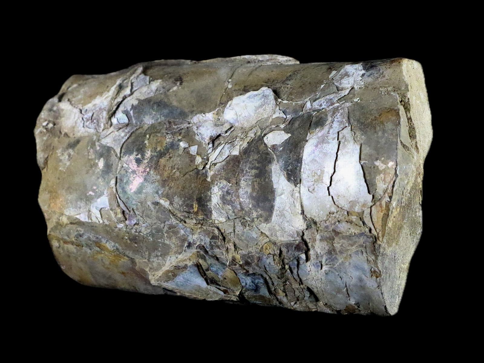 5.1" Baculite Fossil Opalized Cephalopod Late Cretaceous Bear Paw Shale Montana 3