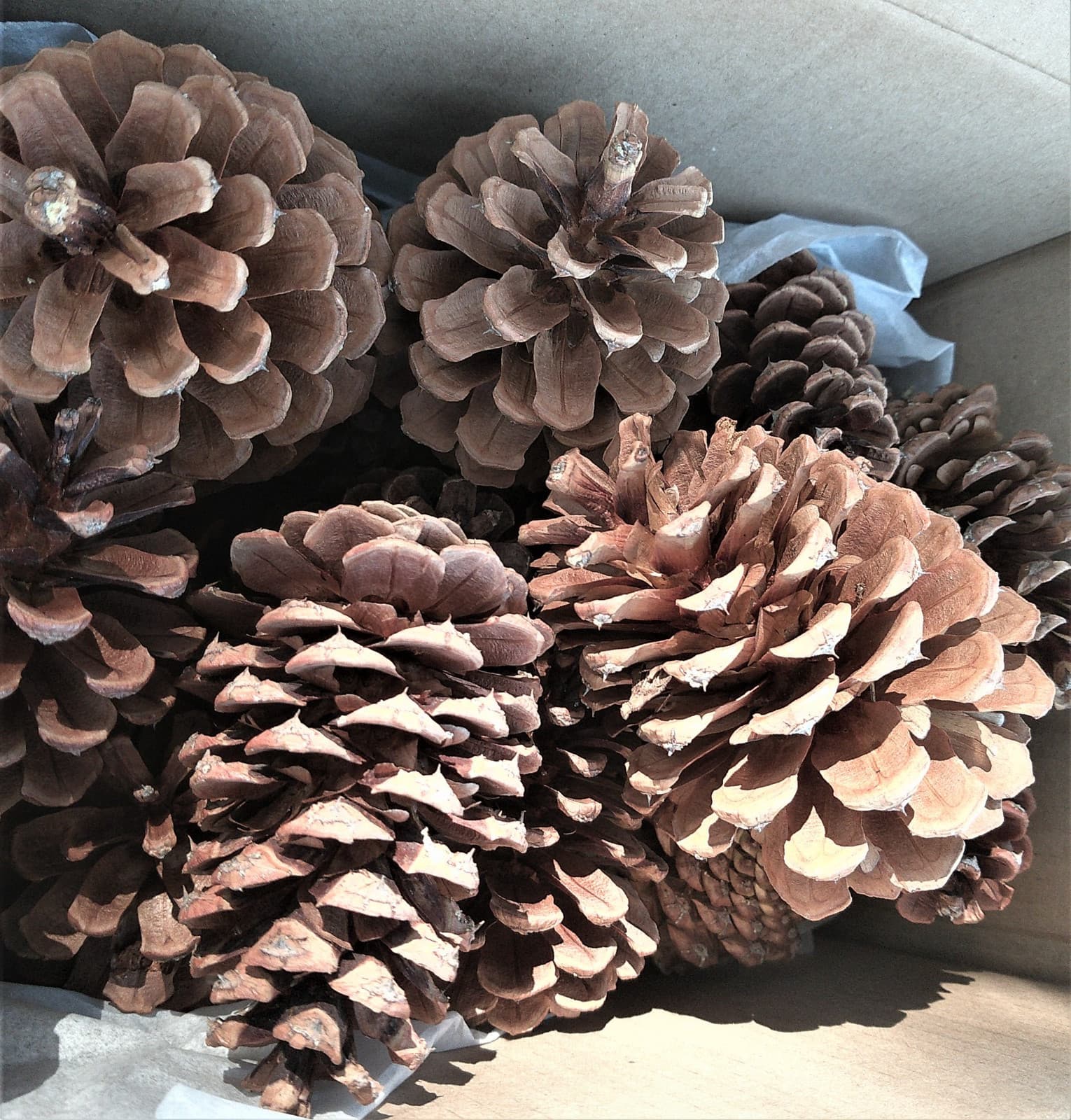 20 Ponderosa Pinecones from the Pacific Northwest - Conifer Cones 4 to 6 Inches 4