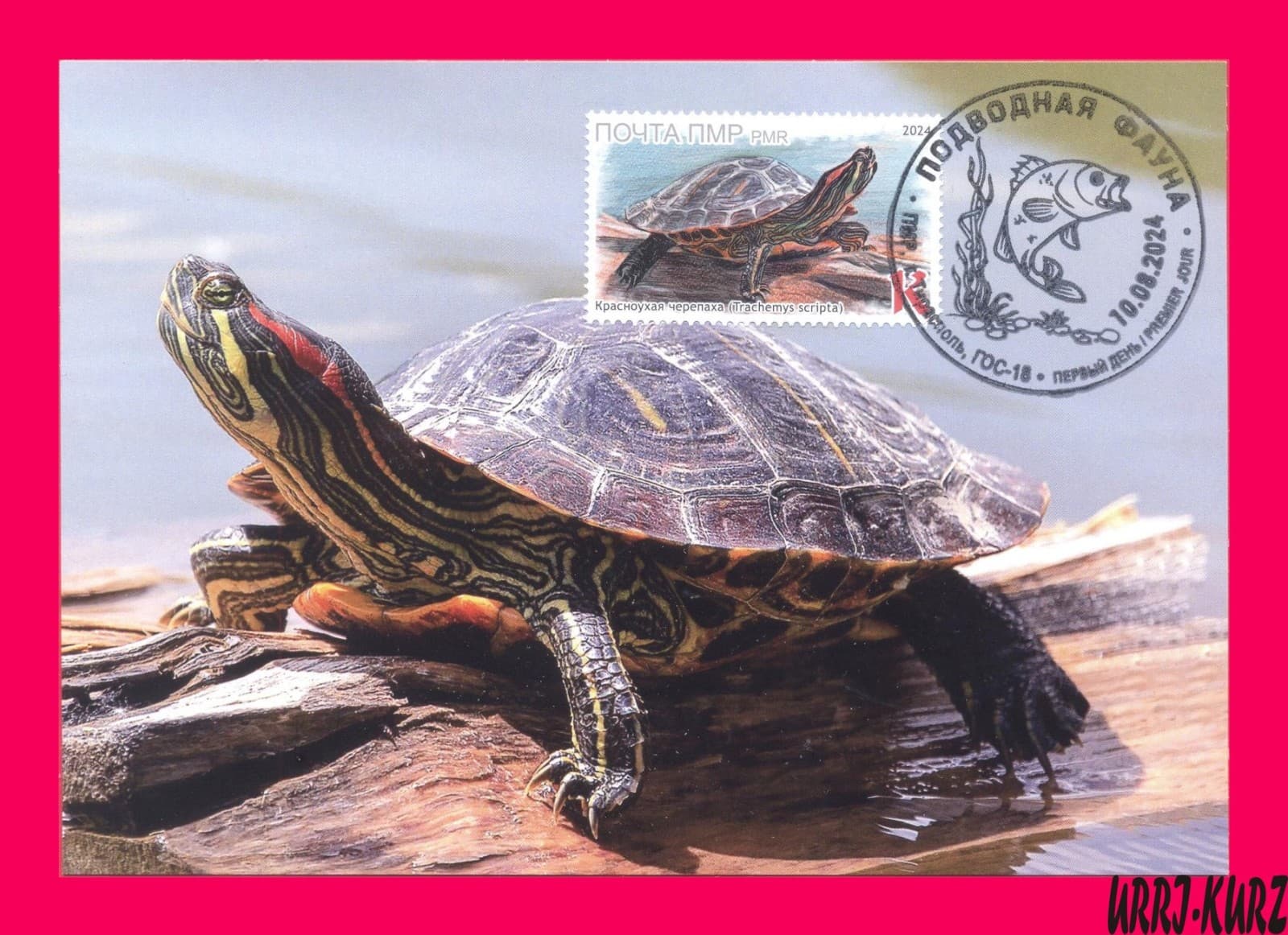 TRANSNISTRIA 2024 Europa Nature Fauna Water Animal Amphibian Turtle Maxi Card