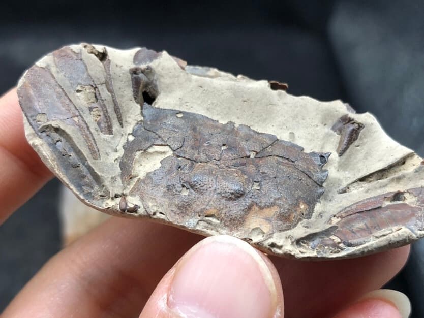 Jurassic Natural Crab animals Fossils Dinosaur Age 4